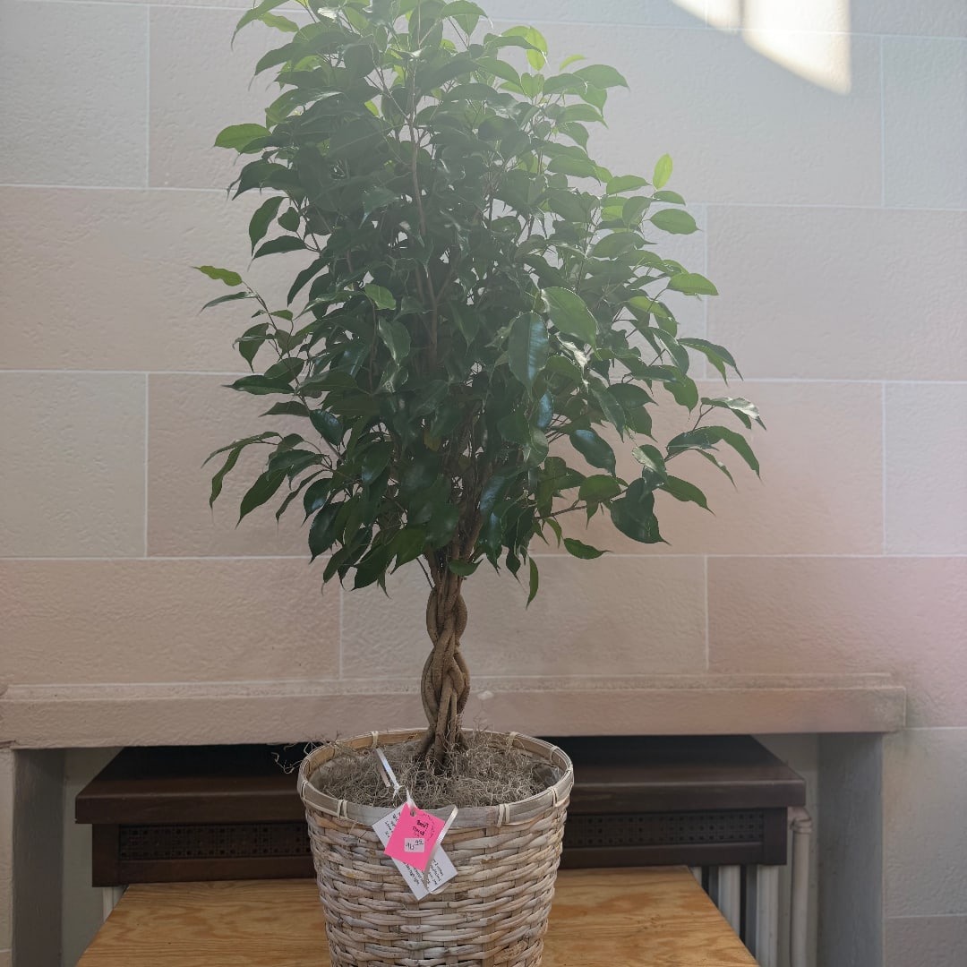 Braided trunk indoor tree in a woven basket planter