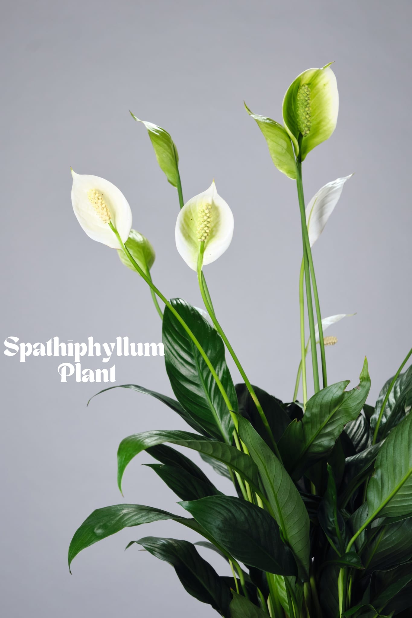 White peace lily plant with glossy dark green leaves