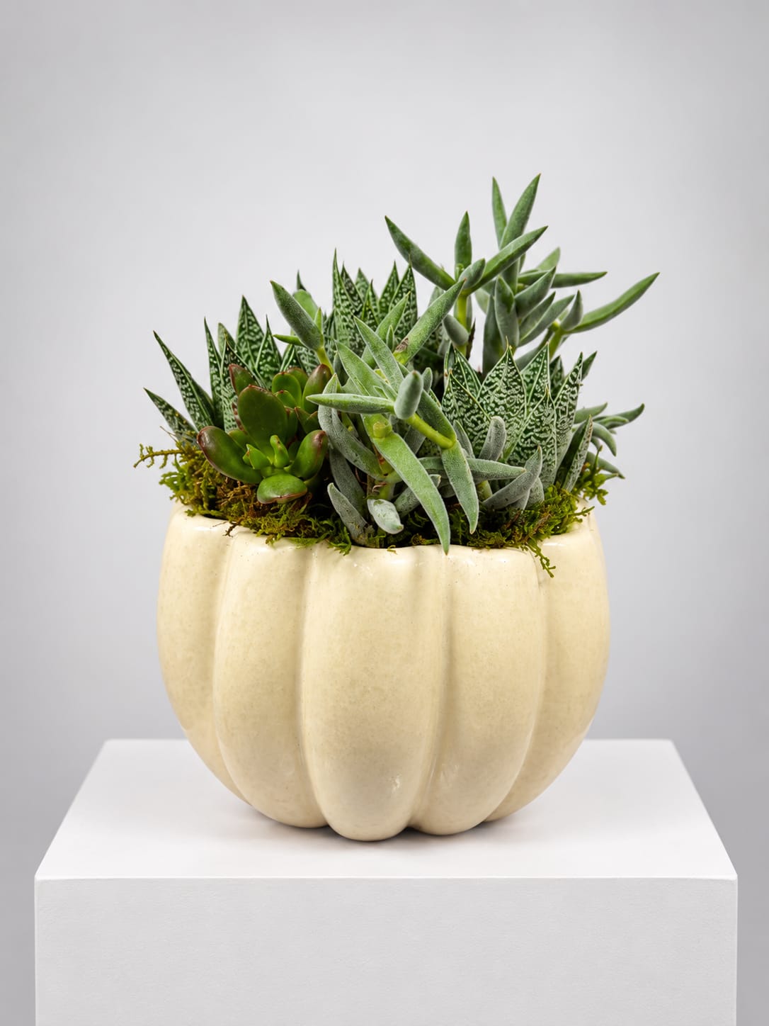Succulent arrangement in a cream pumpkin-shaped planter