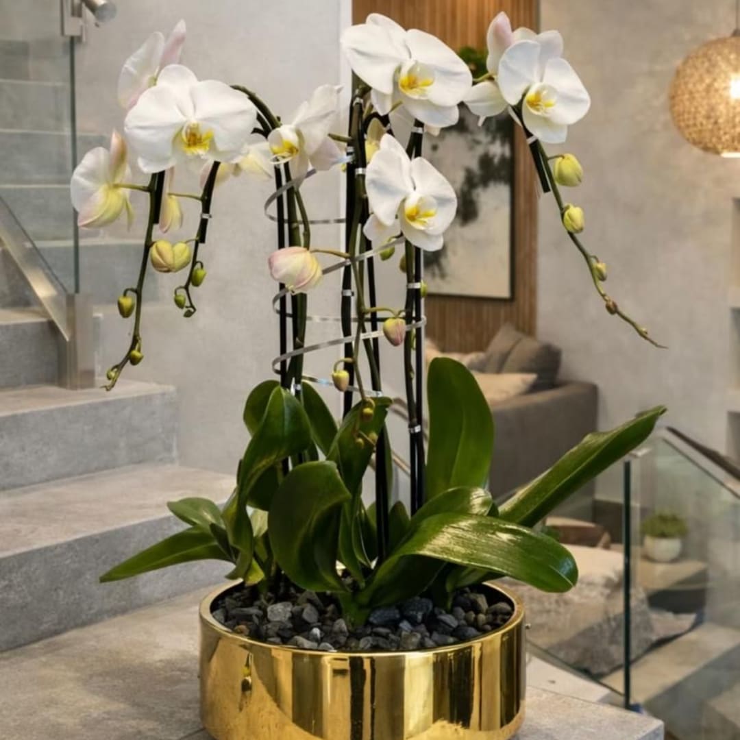 White orchids in a gold planter with dark stones