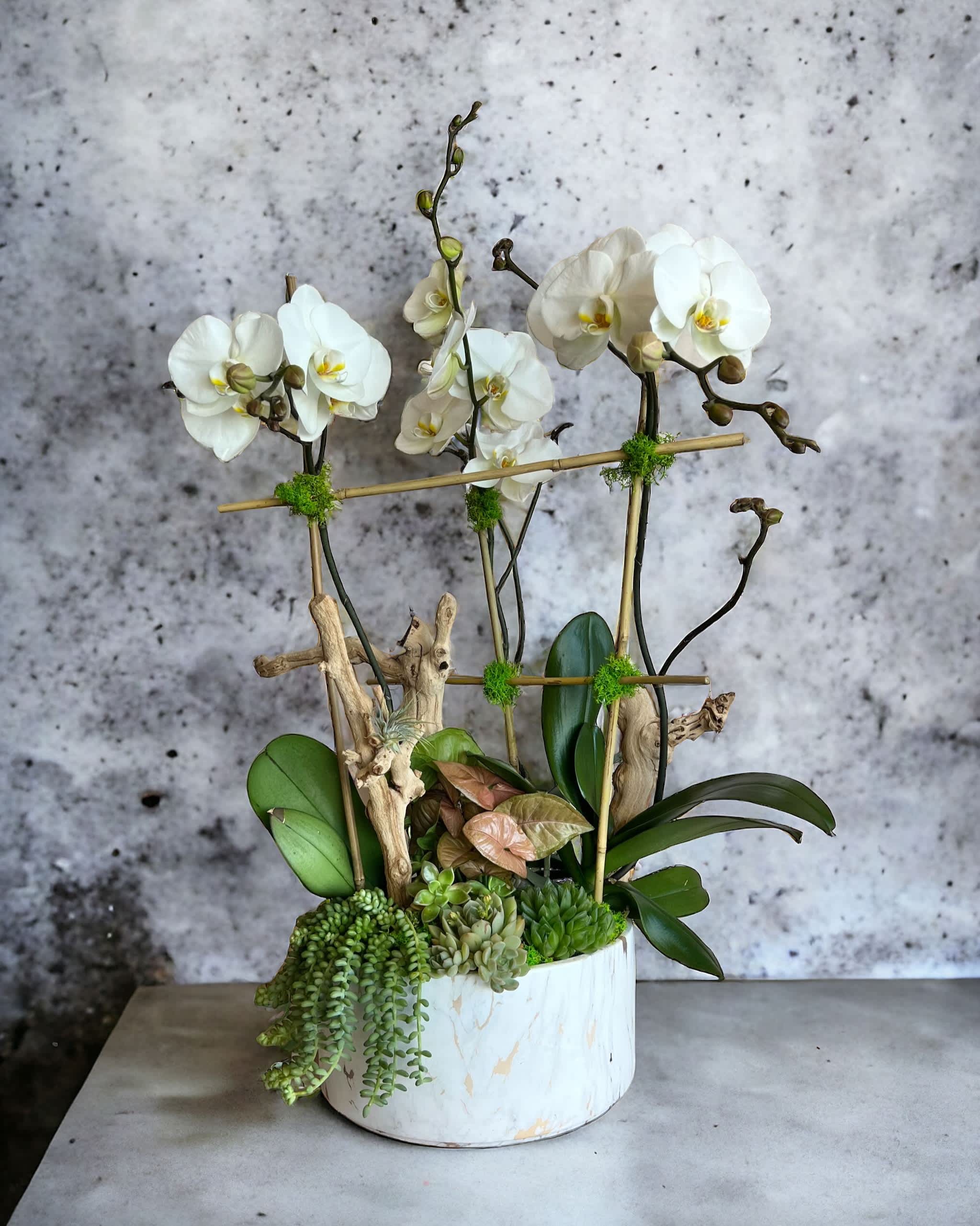 White orchids in a white vase with succulents and driftwood