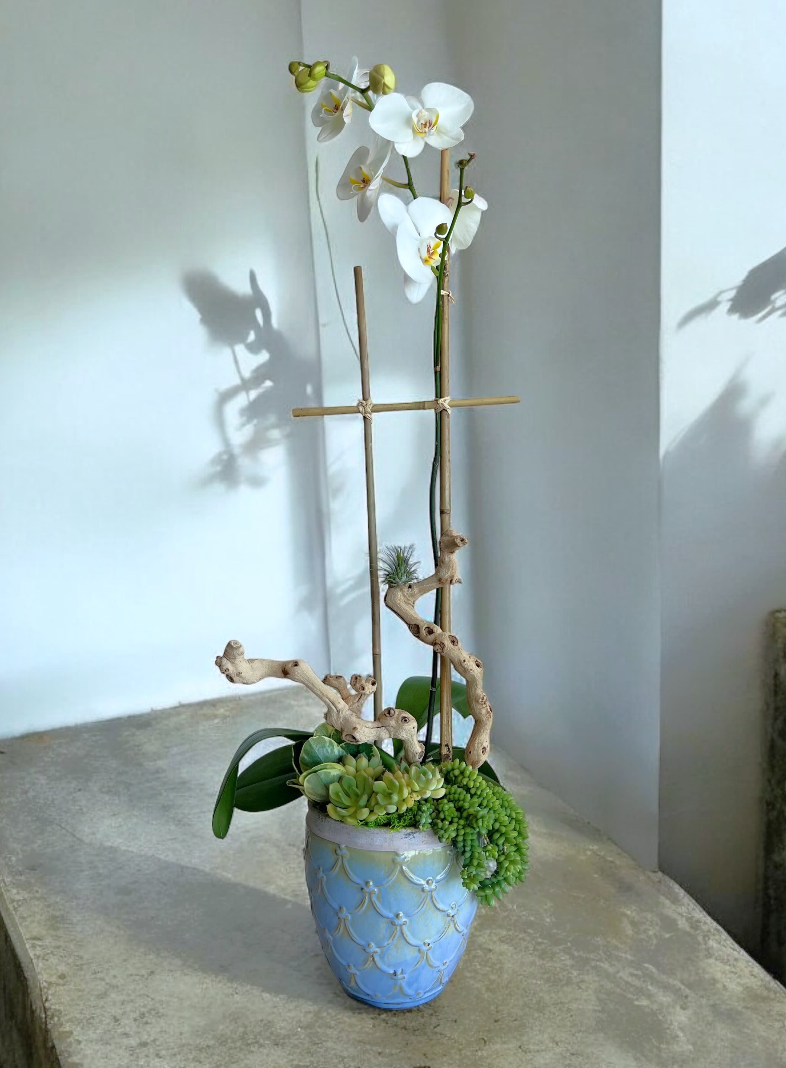 White orchid arrangement in a blue ceramic pot with succulents