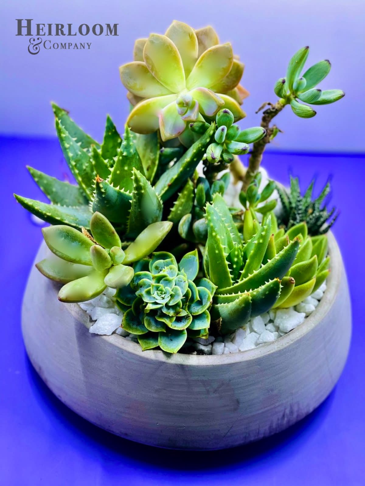 Succulent arrangement in a round ceramic bowl with white stones