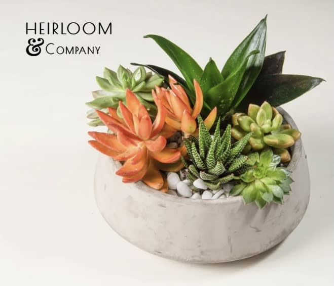 Succulent arrangement in a round concrete planter with white stones