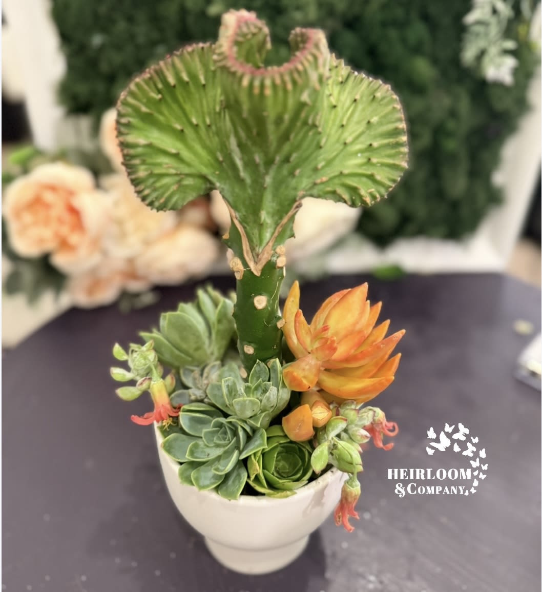 Succulent arrangement in a white pot with a tall green cactus-like stem