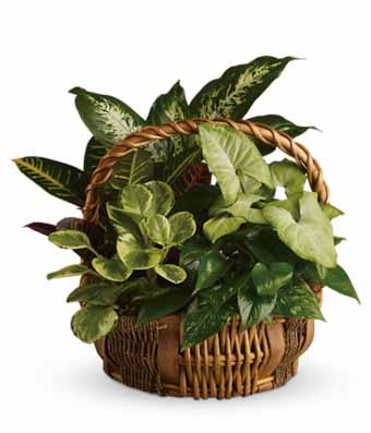 Basket of assorted green houseplants with a woven handle