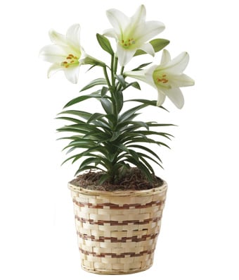 White lilies in a woven basket planter