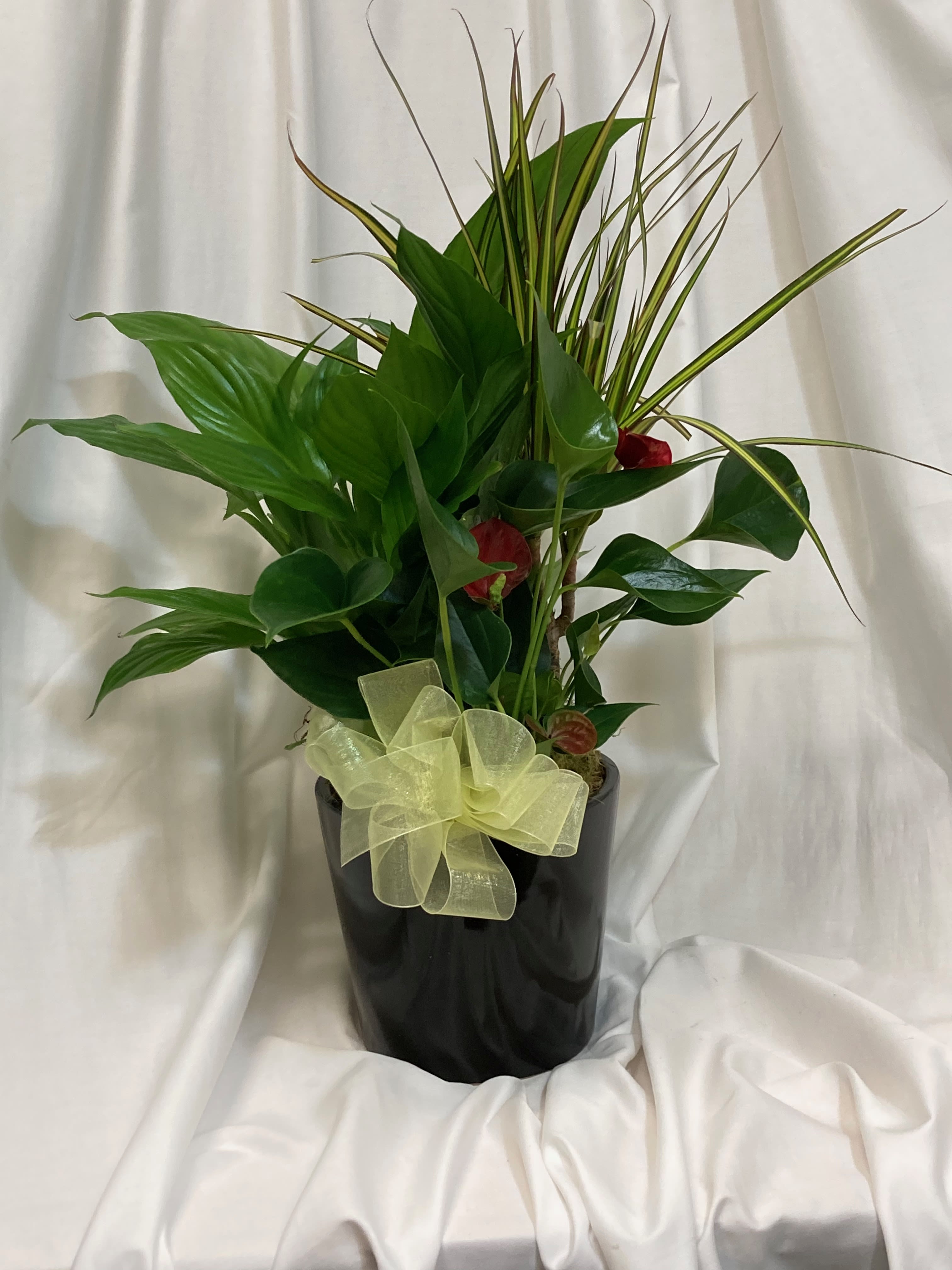 Potted tropical plant arrangement with a black pot and pale ribbon bow