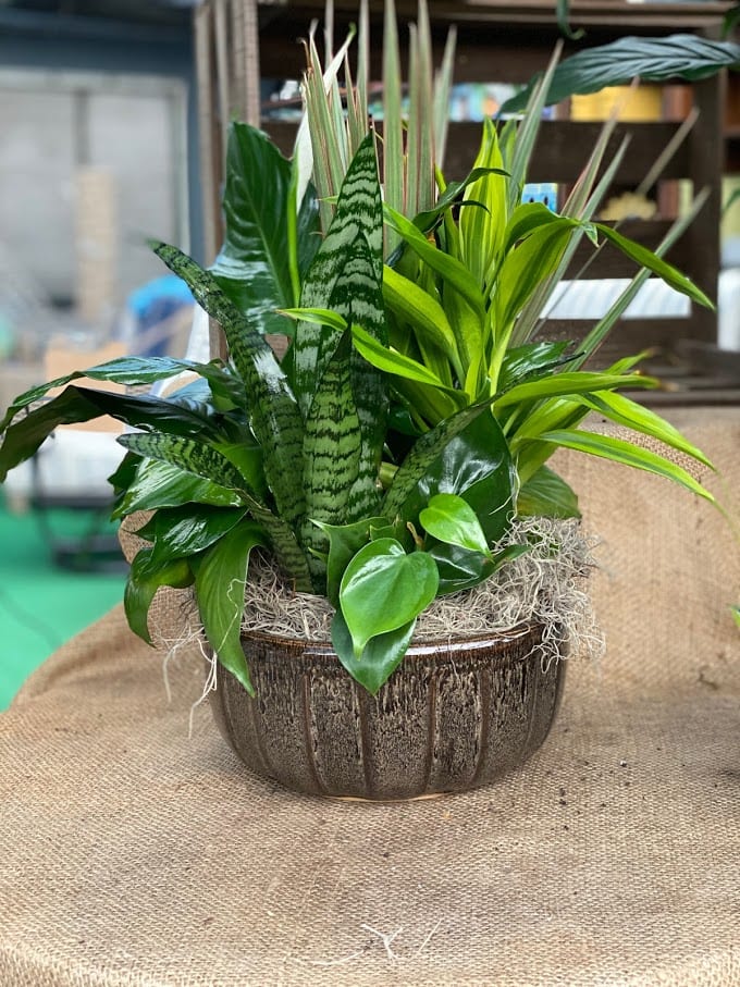 Mixed green houseplants arranged in a rustic ceramic pot