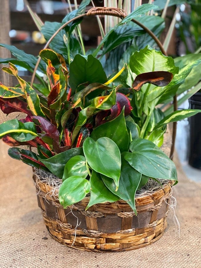 Basket of assorted green houseplants with variegated leaves