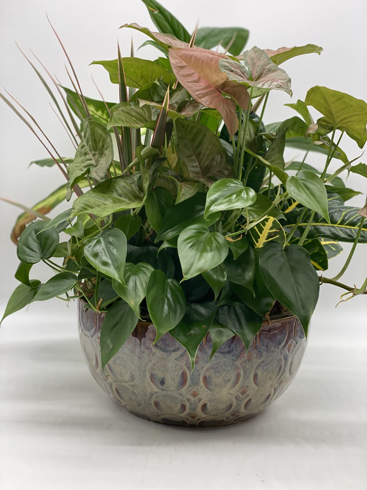 Mixed potted houseplants in a decorative ceramic bowl