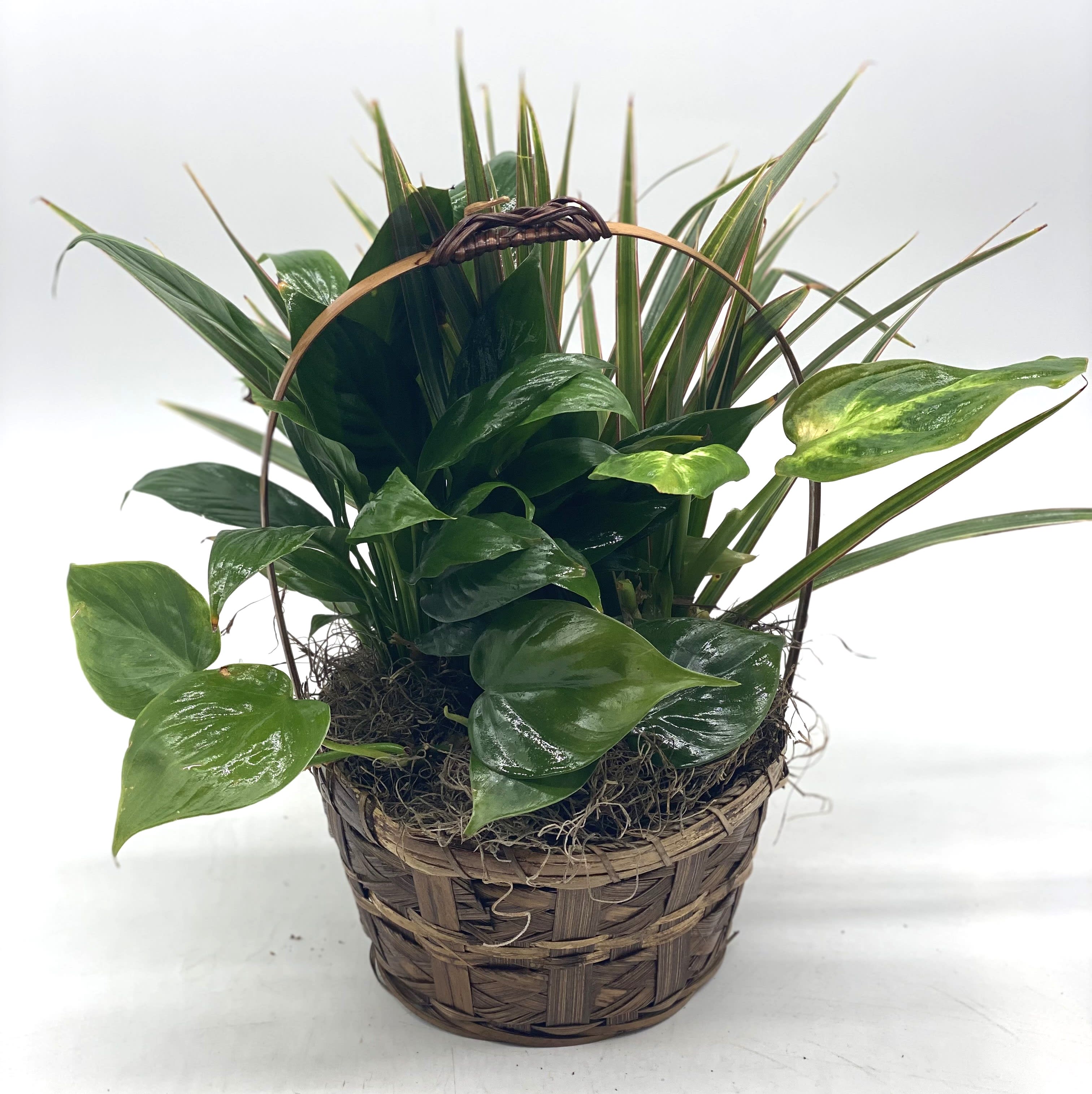 Basket planter with assorted green houseplants