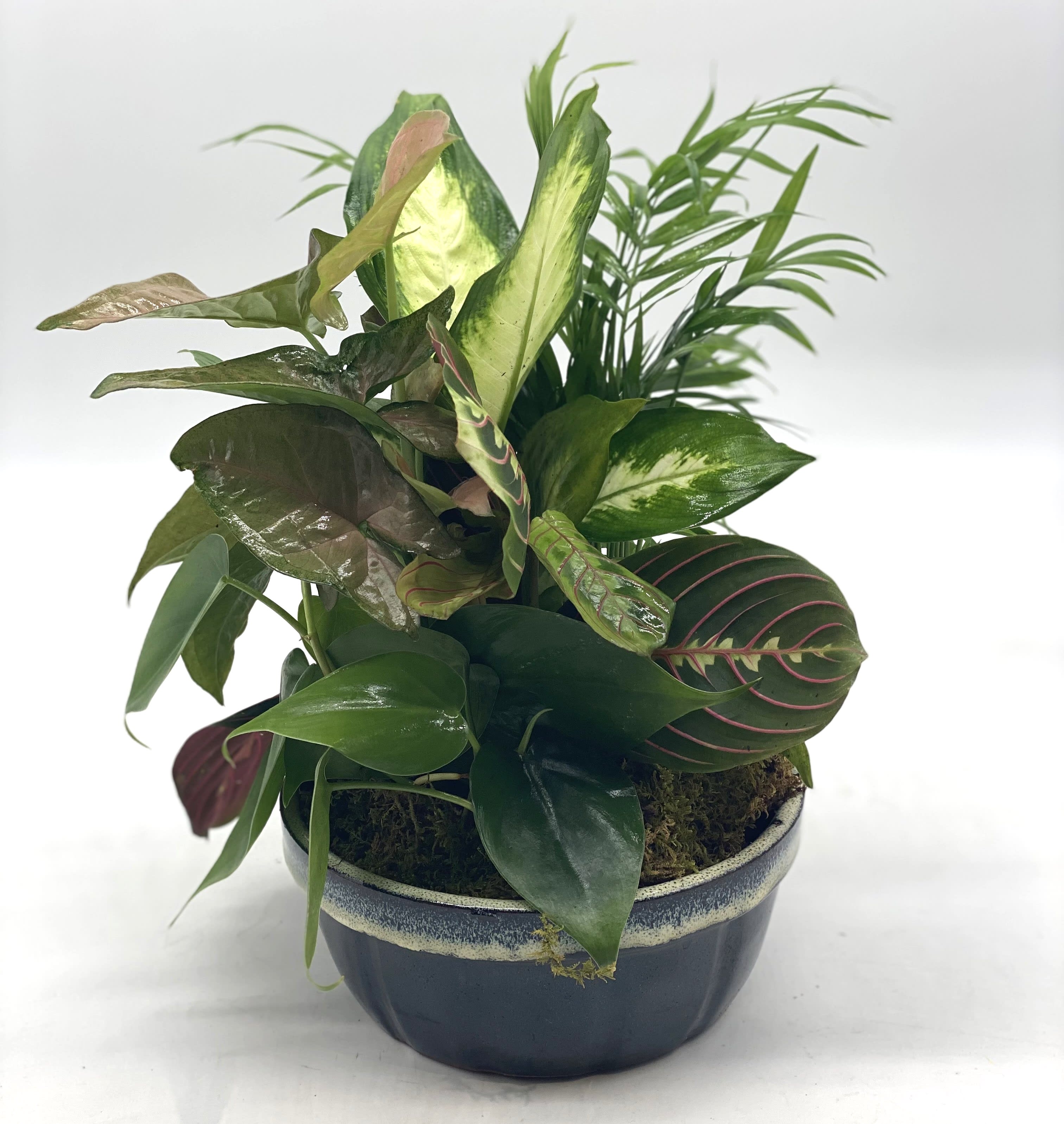 Potted mixed houseplant arrangement in a dark ceramic bowl