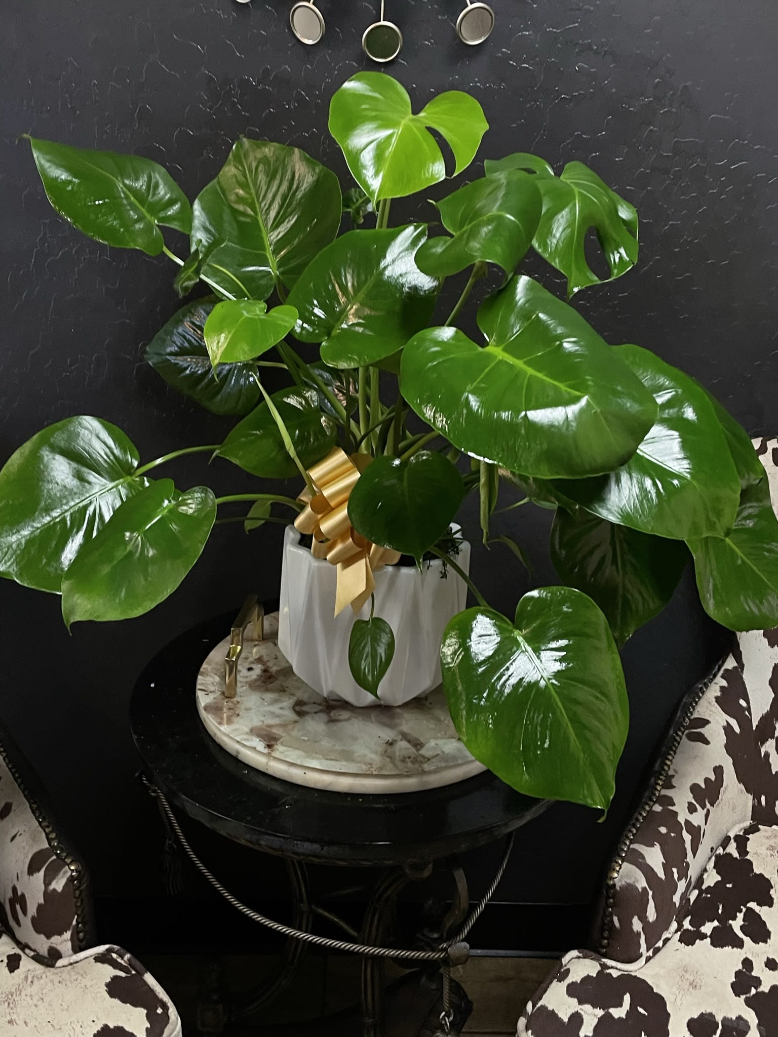 Potted monstera plant with glossy split leaves and a gold ribbon