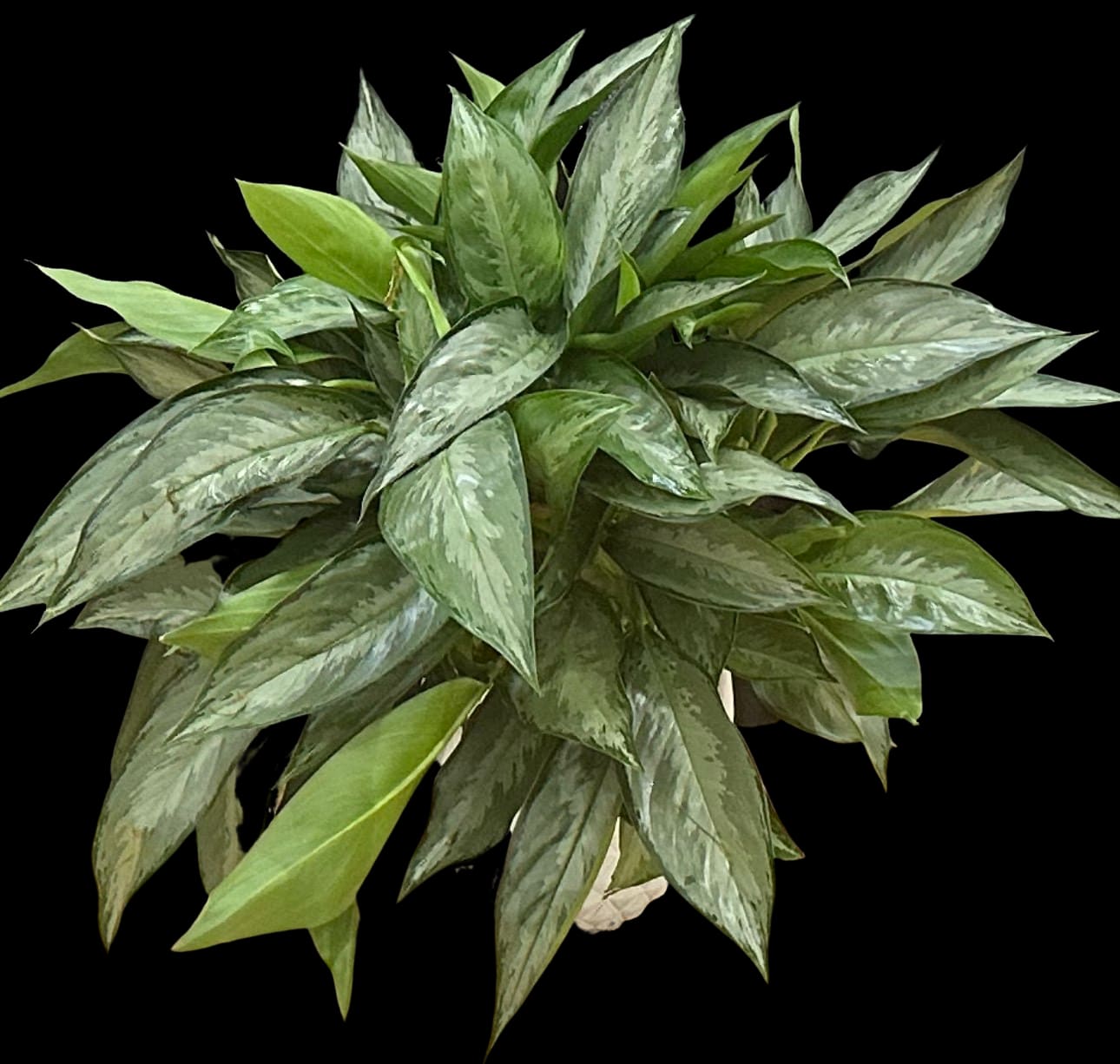 Dense green potted plant with variegated pointed leaves