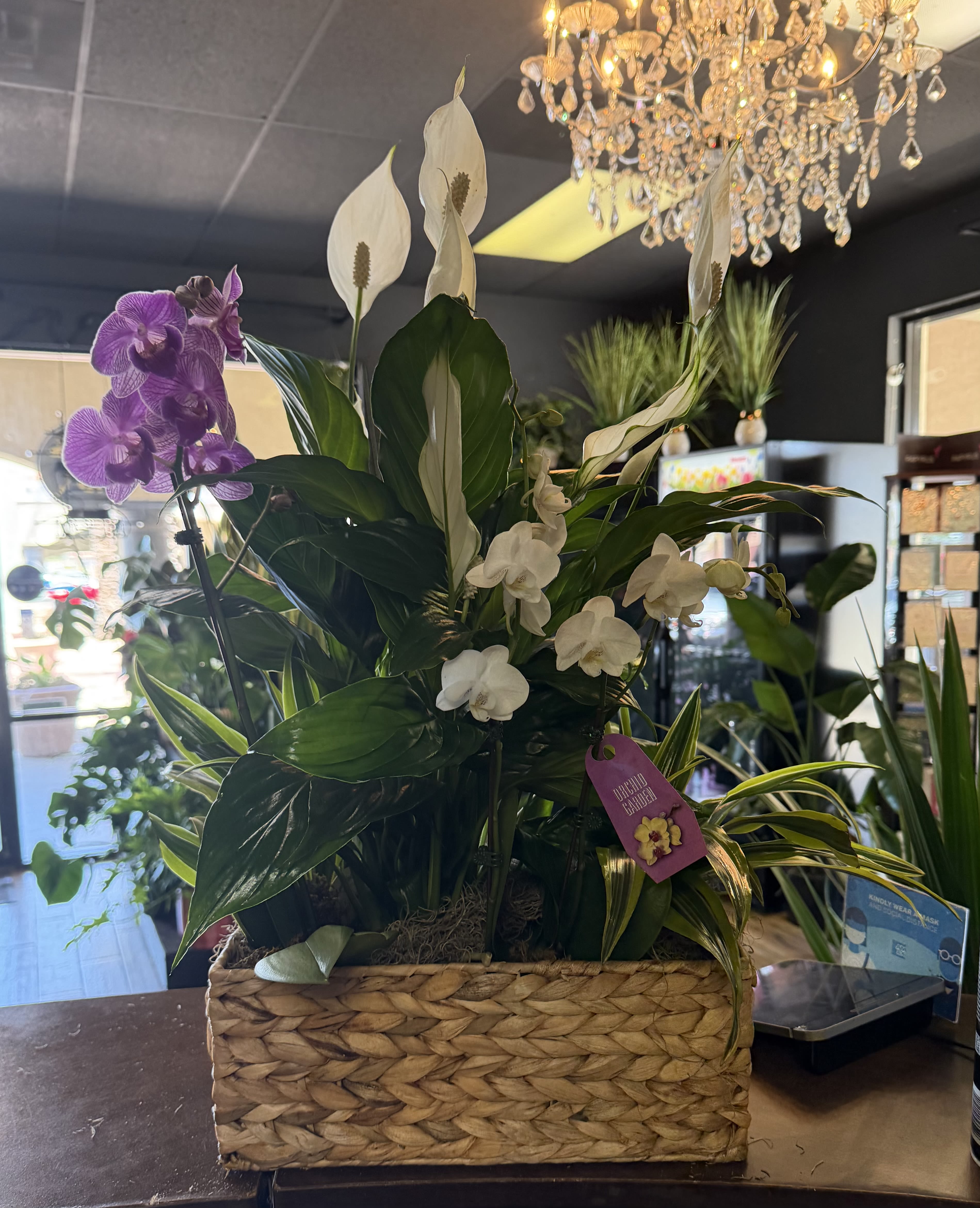 Island Escape Plant Basket - A cluster of purple Phalaenopsis orchids rises like a jewel amid a tapestry of tropical green plants - this plant basket brings an elegant, island-inspired statement to housewarming, sympathy, or a refined office display. The vertical silhouette, anchored by glossy broad leaves and palm-like fronds, creates a calm, sophisticated presence that makes the person you're thinking of feel seen and comforted.  The arrangement features several deep-green tropical plants grouped with a striking cluster of purple phalaenopsis orchids and a single white peace lily bloom that lifts above the foliage for contrast and serenity. All plants are planted in a woven basket that adds warm, natural texture and keeps the composition feeling organic and grounded. The overall effect is full and layered, with varied leaf shapes and heights for visual depth.  Perfect for someone who appreciates low-maintenance beauty, this basket suits everyday gifting as well as special moments that call for quiet elegance. Place in bright, indirect light and water according to each plant's needs to keep leaves glossy and orchids blooming; the woven basket makes it easy to display on a desk, entry table, or beside a favorite chair. Shown in Premium Size.