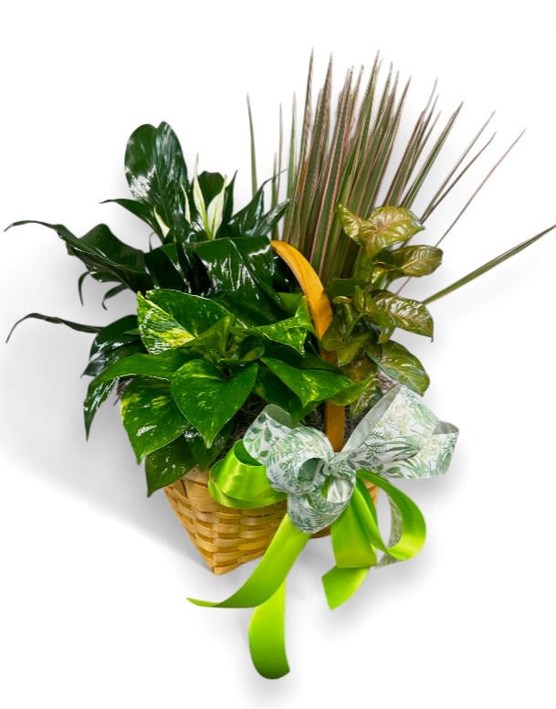 Basket arrangement of assorted green tropical plants with a ribbon bow