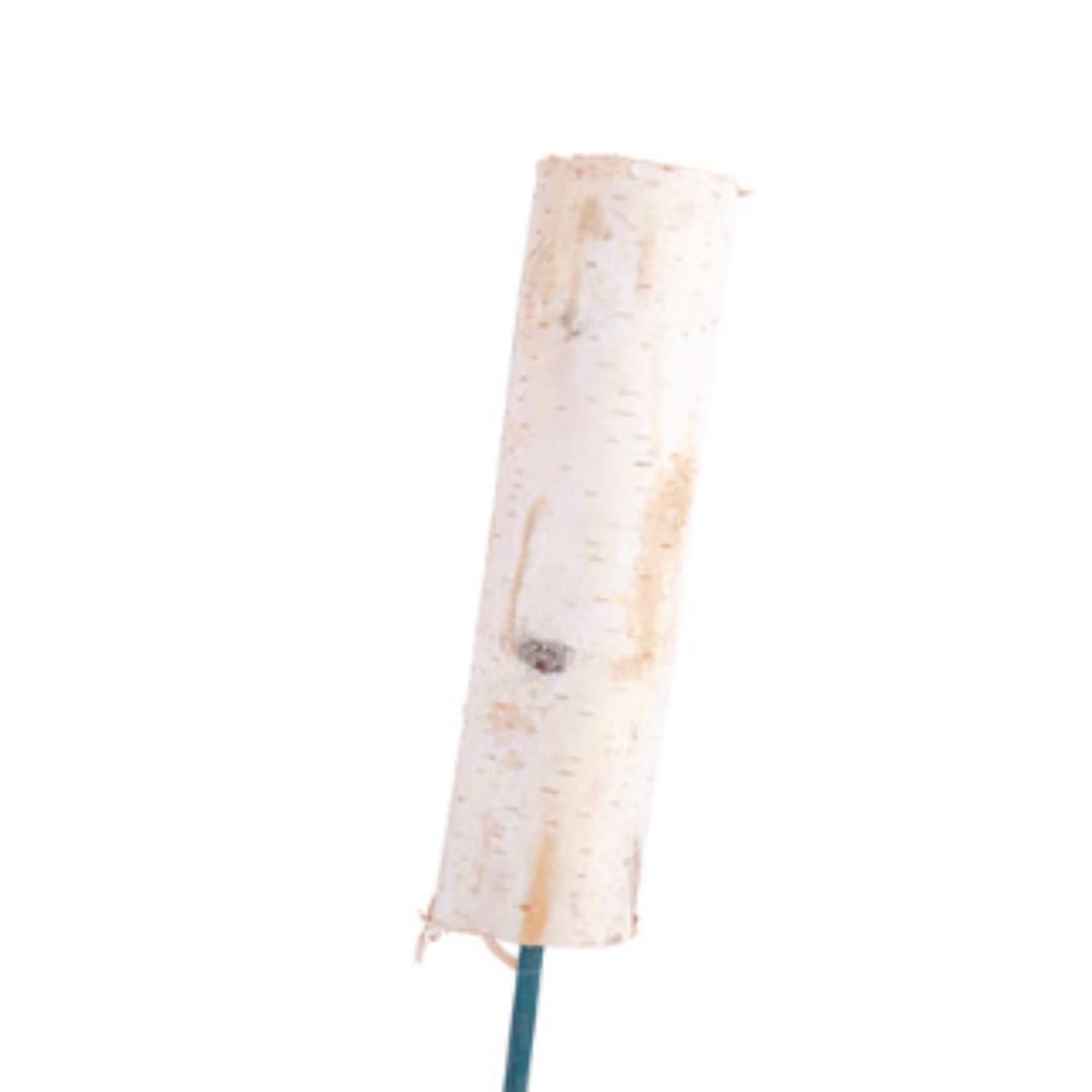 Single white birch branch on a plain background