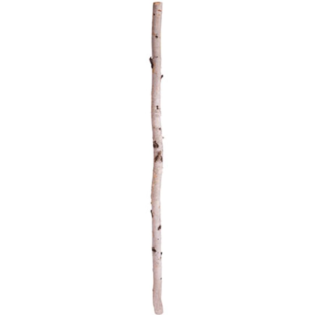 Single bare birch branch on a white background