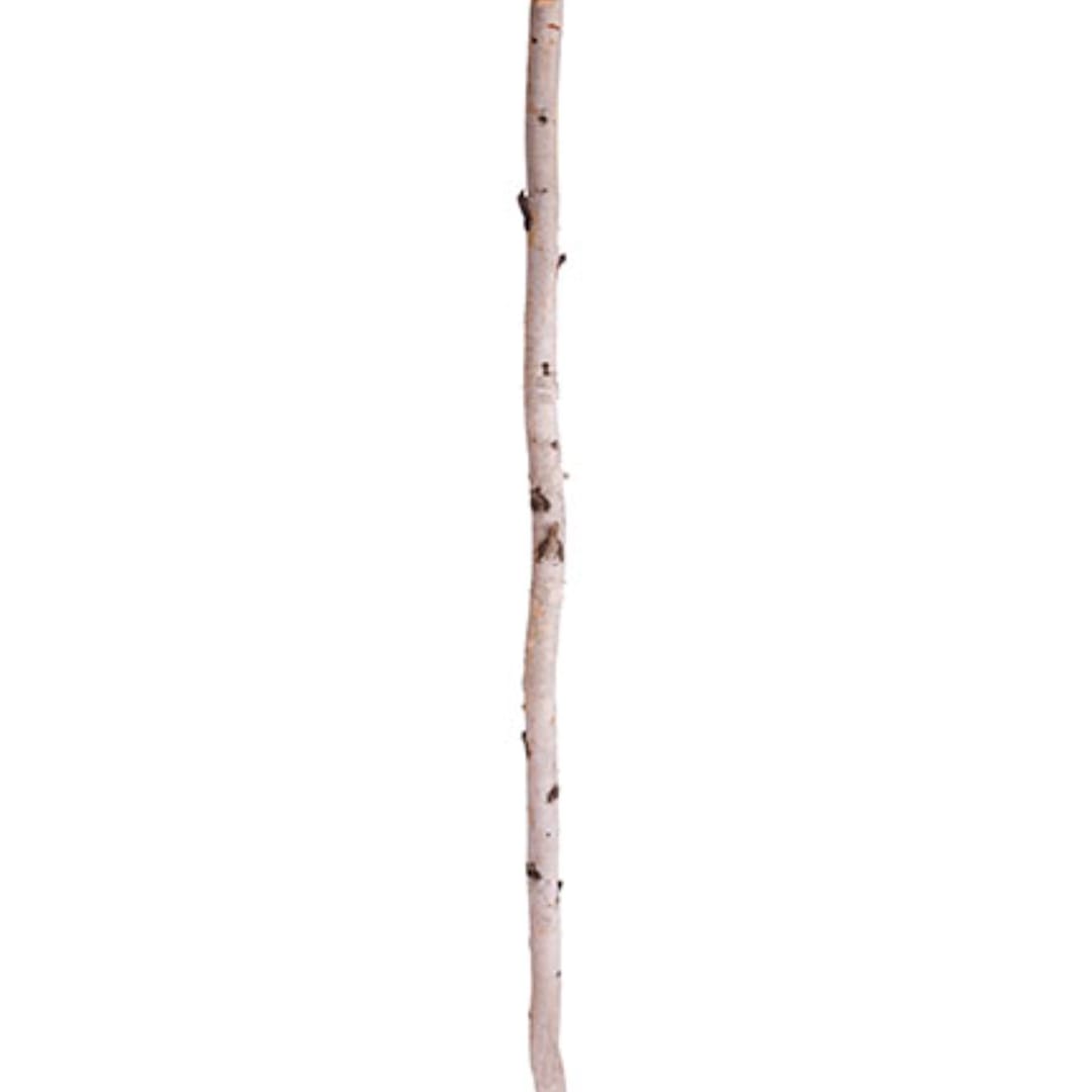 Single birch branch on a white background