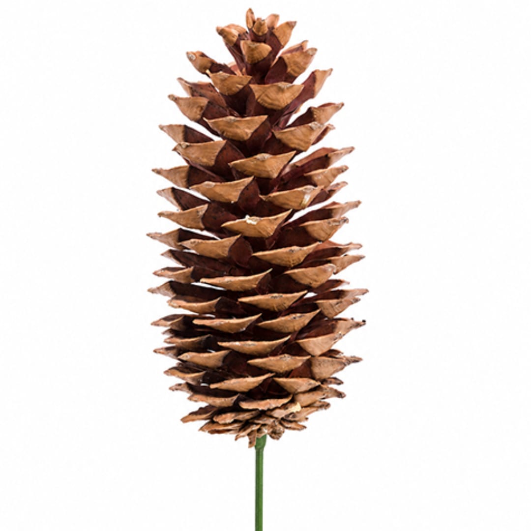 Single brown pine cone on a green stem against a white background