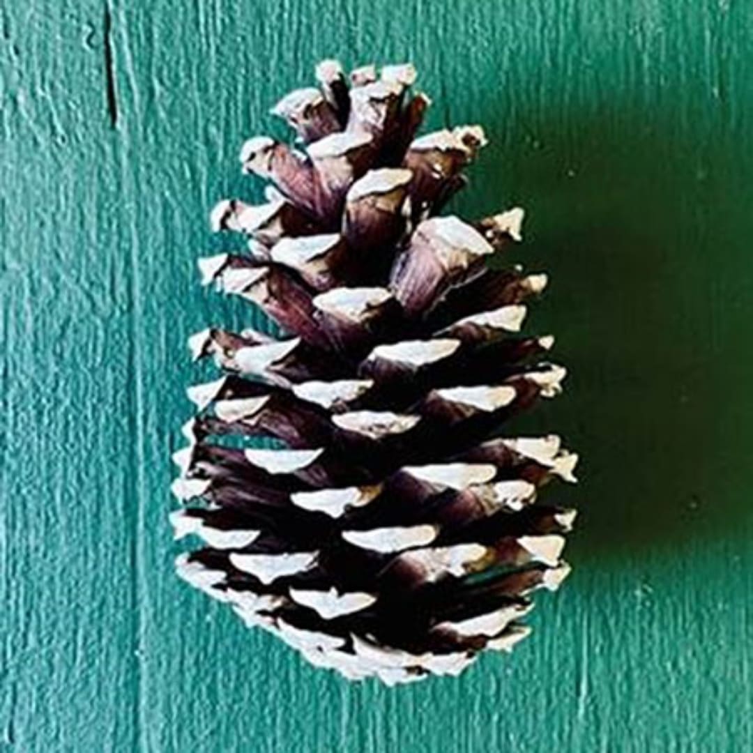 Pine cone on a teal wooden surface
