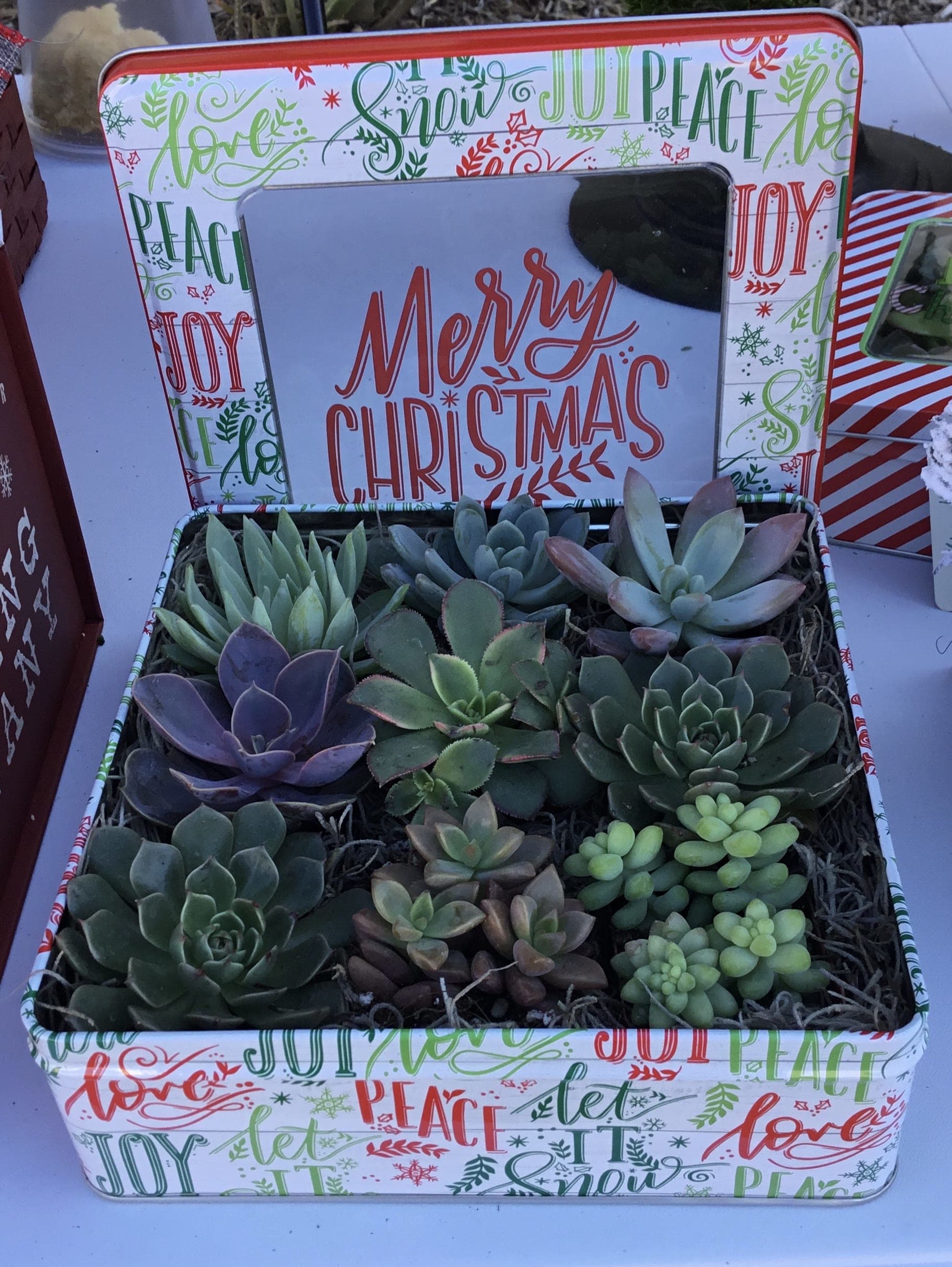Holiday Succulent Tin - Give a gift that keeps on giving this holiday season. The tin includes 9 succulents to plant in your favorite container(s). The perfect gift for someone who loves gardening.