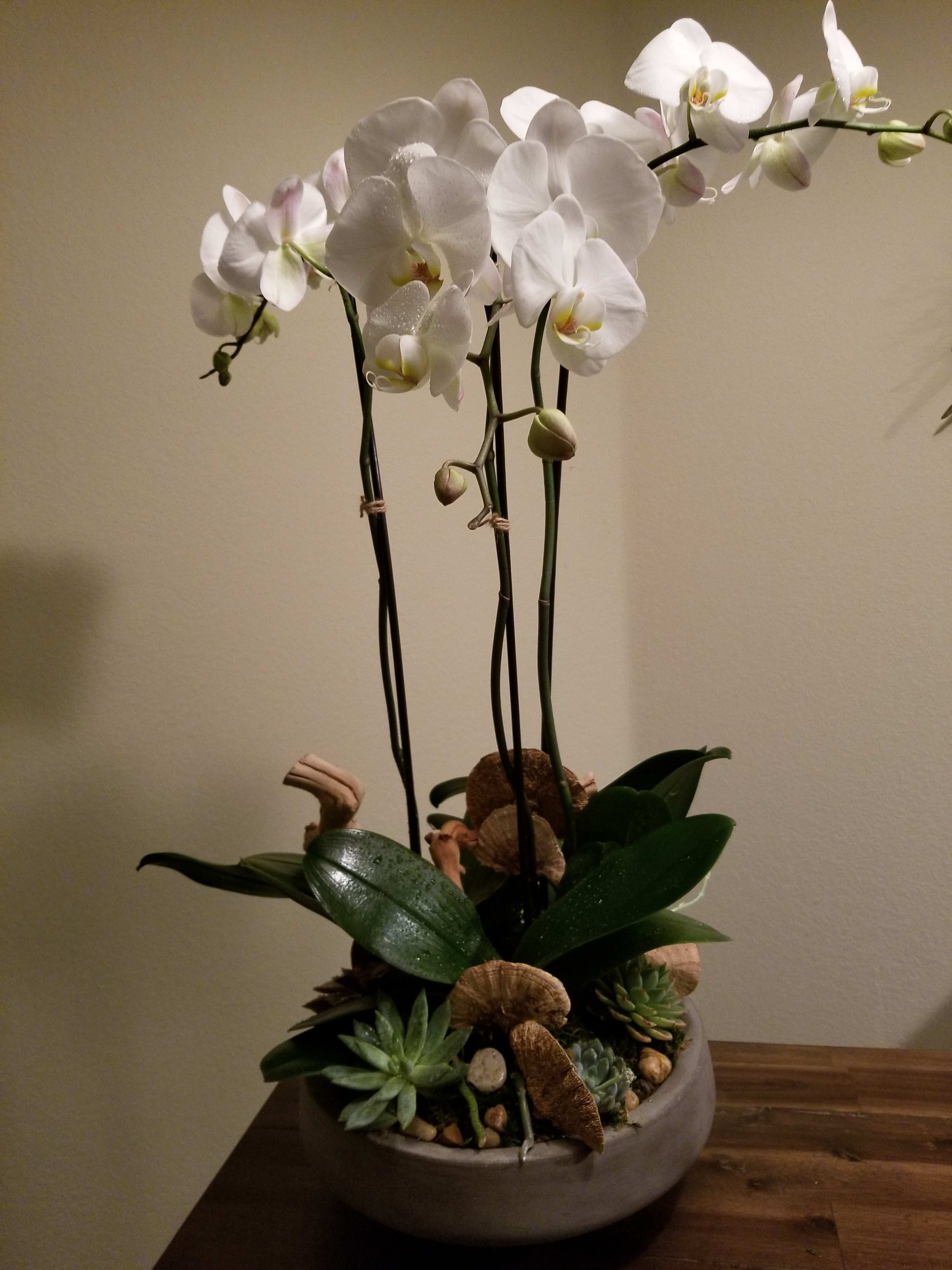 White orchids in a low bowl with succulents and shells