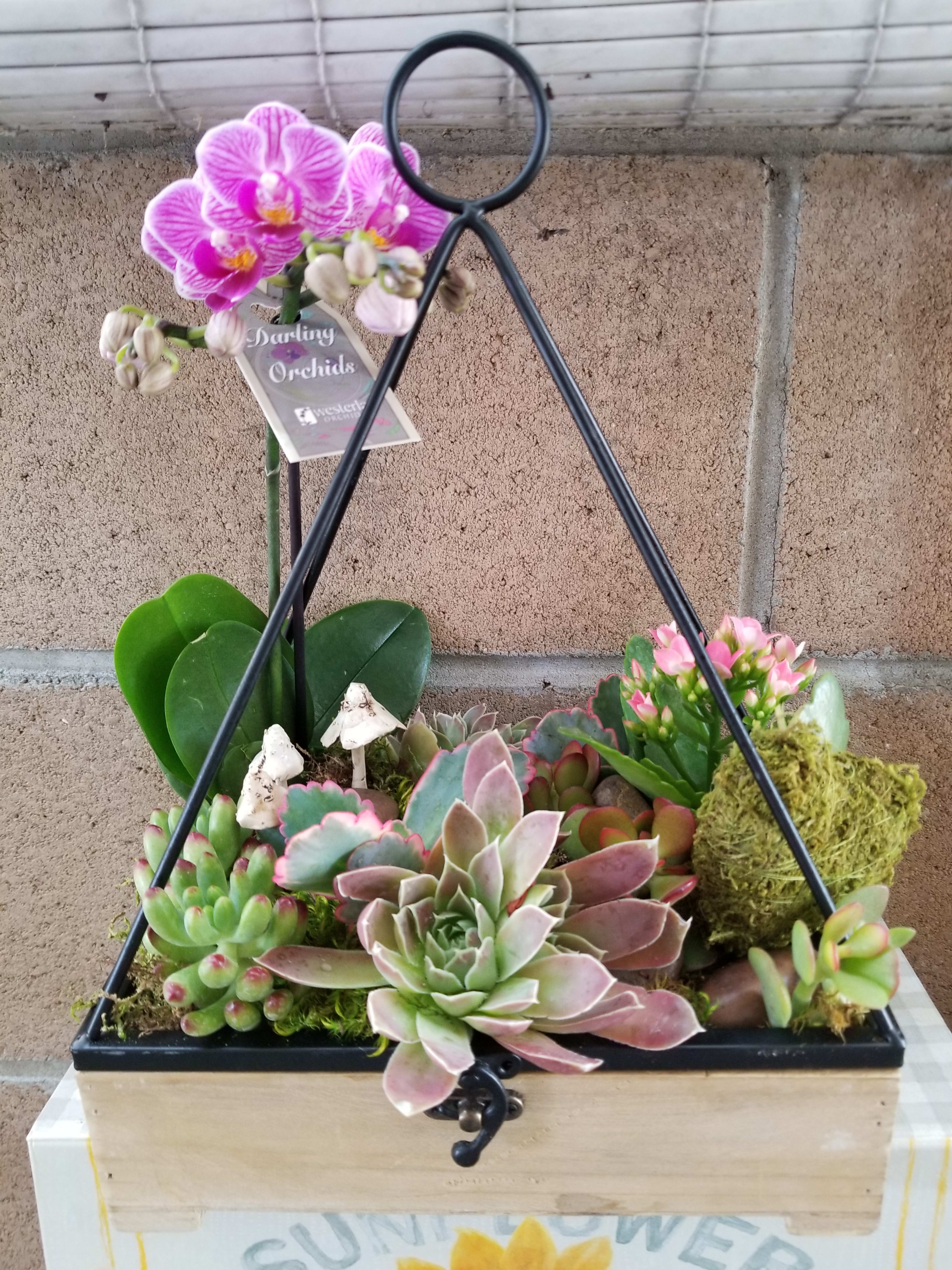 Succulent planter with a pink orchid and moss in a wooden box