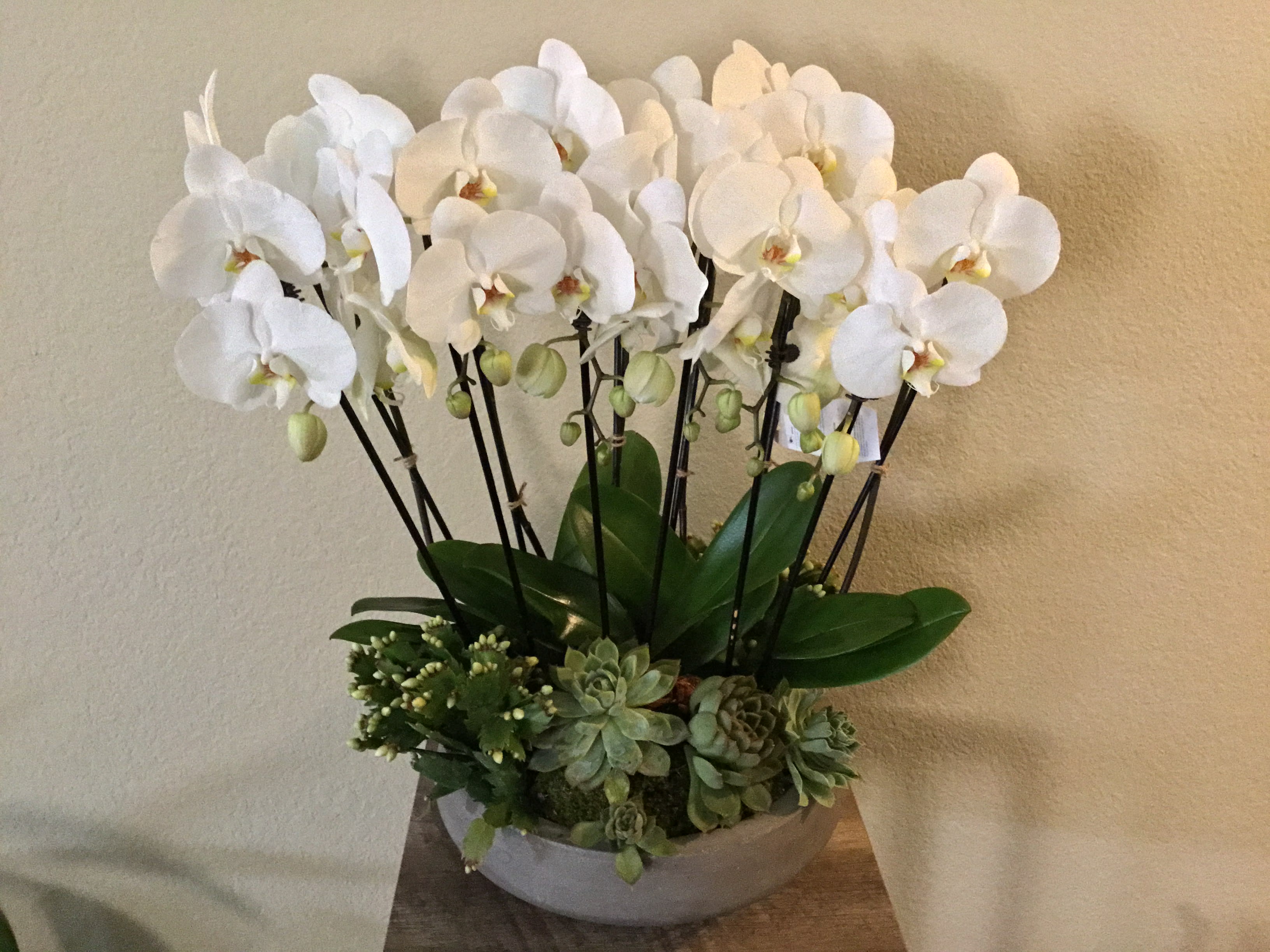 White orchid arrangement in a low bowl with succulents