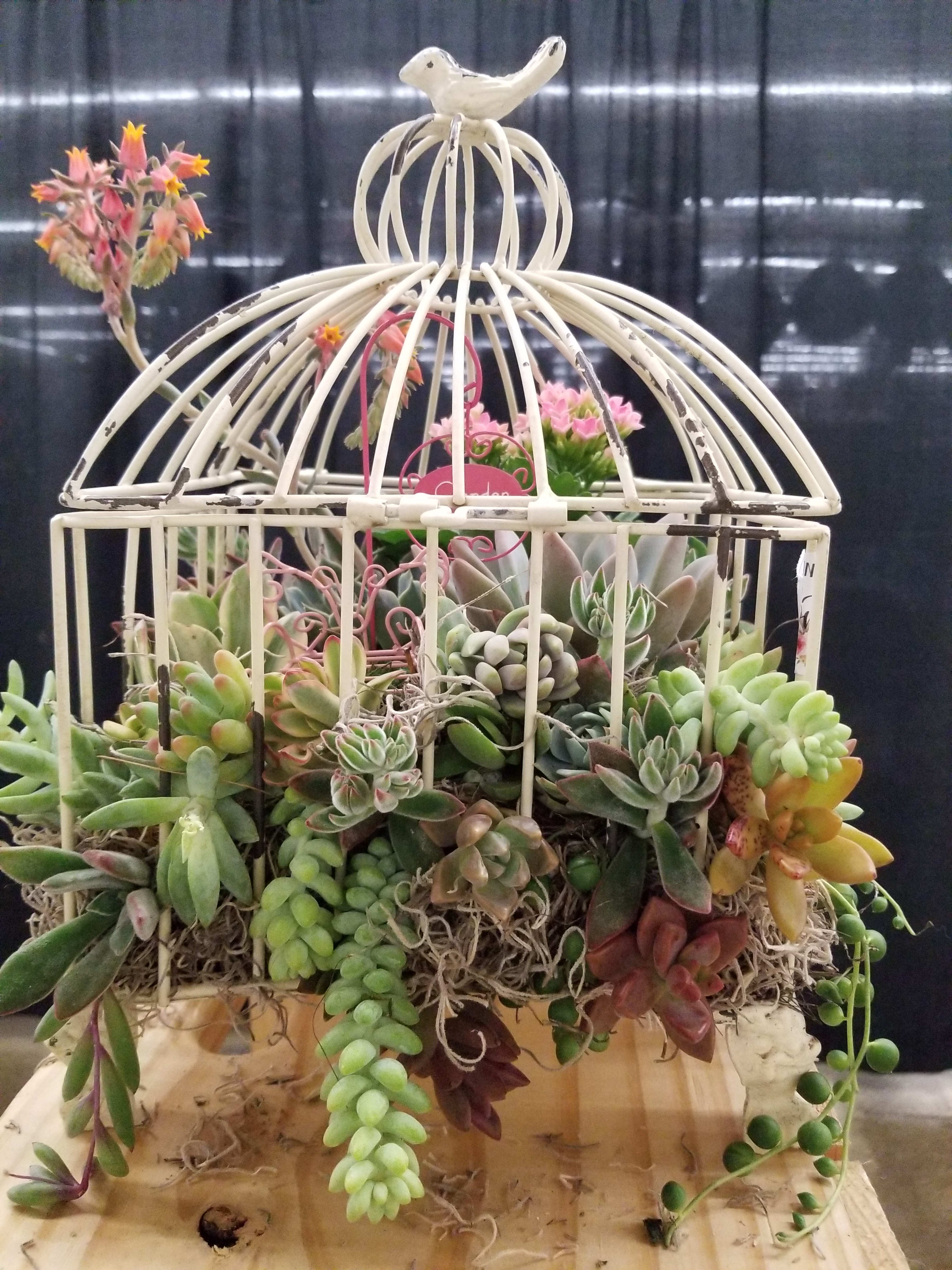 Succulent arrangement in a white birdcage planter
