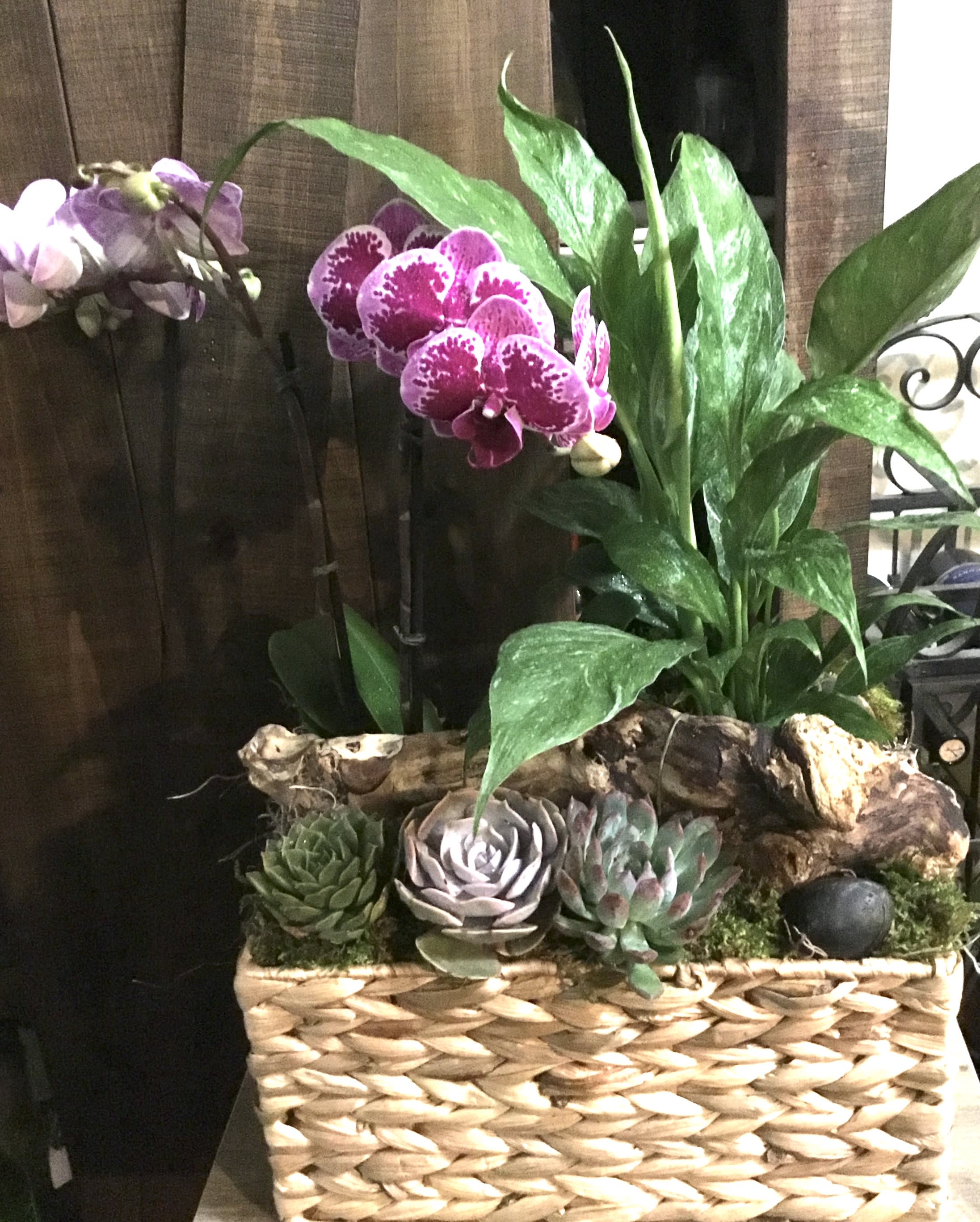 Orchid and succulent arrangement in a woven basket