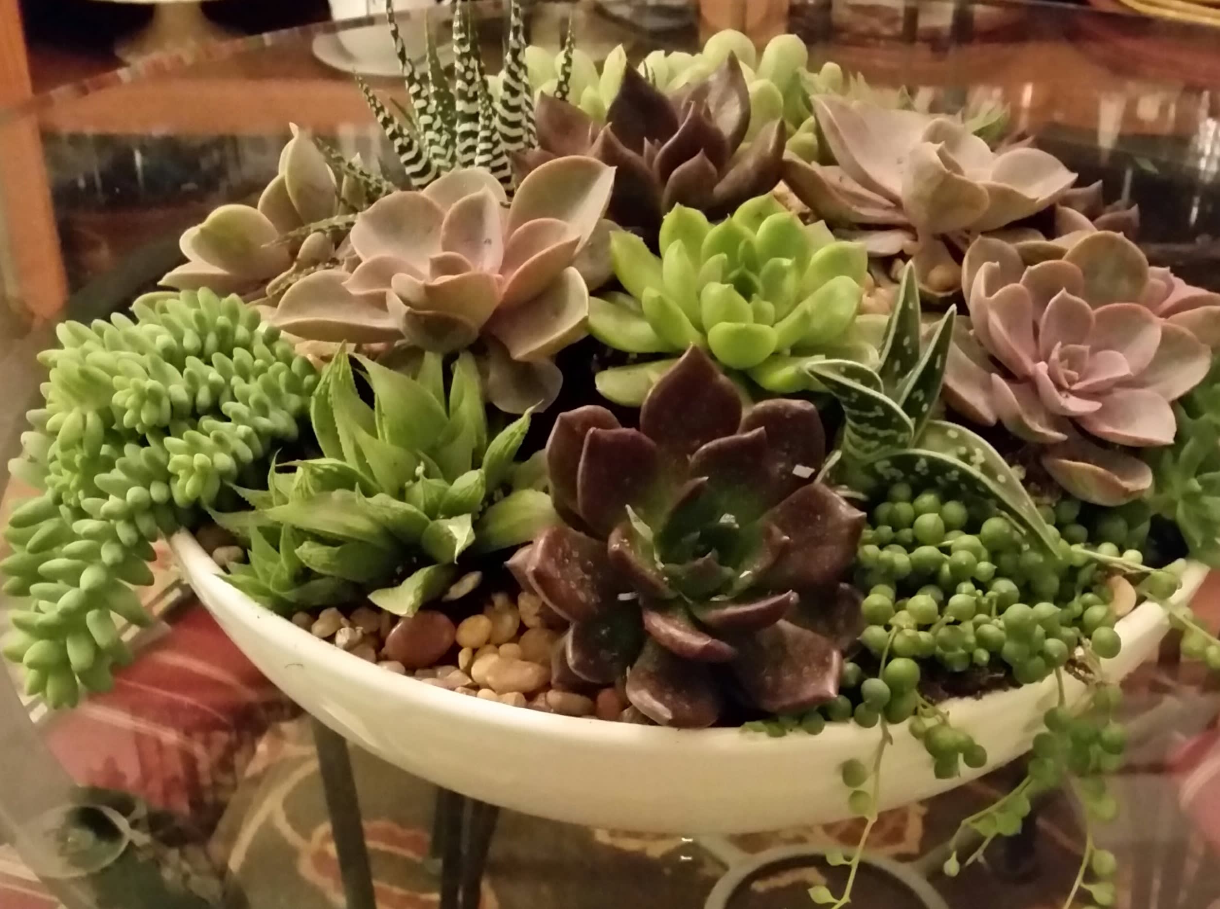 Succulent arrangement in a shallow white bowl