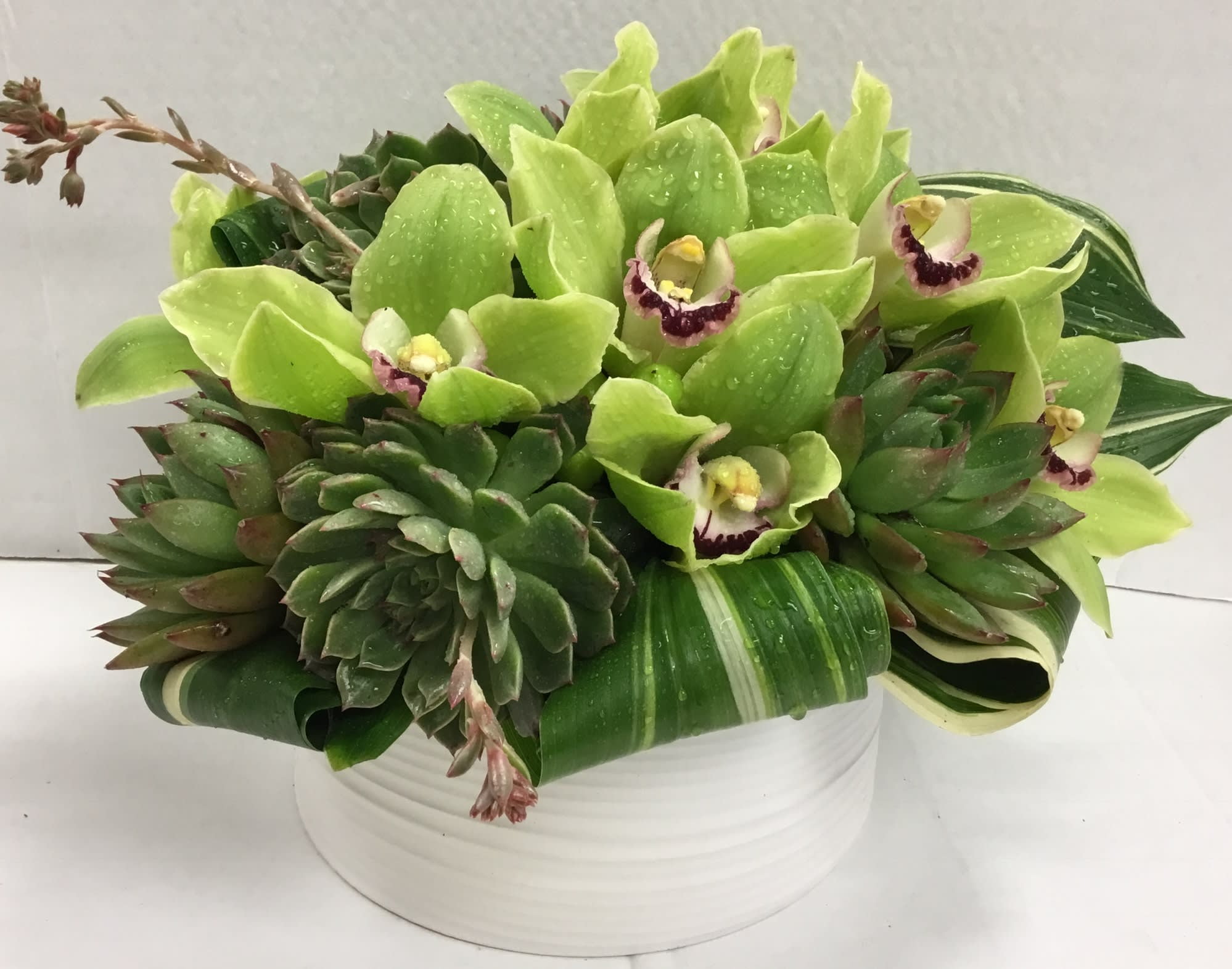 Green orchid and succulent arrangement in a white bowl