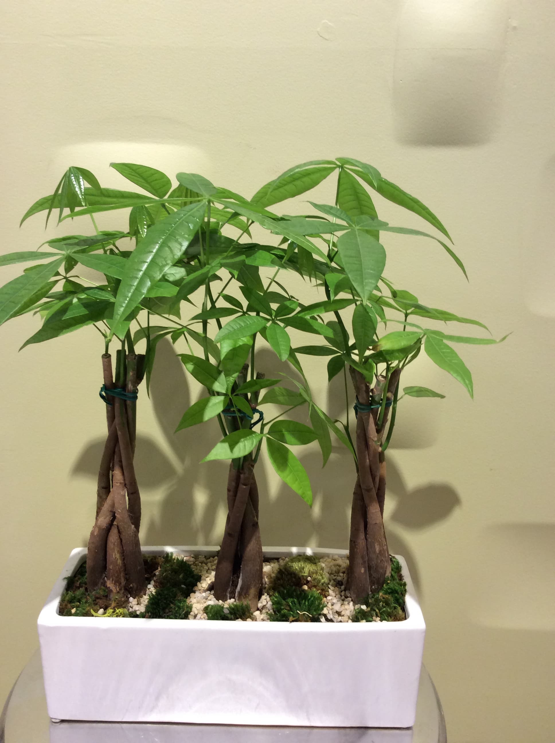 Potted money tree plant with braided trunks in a white rectangular planter