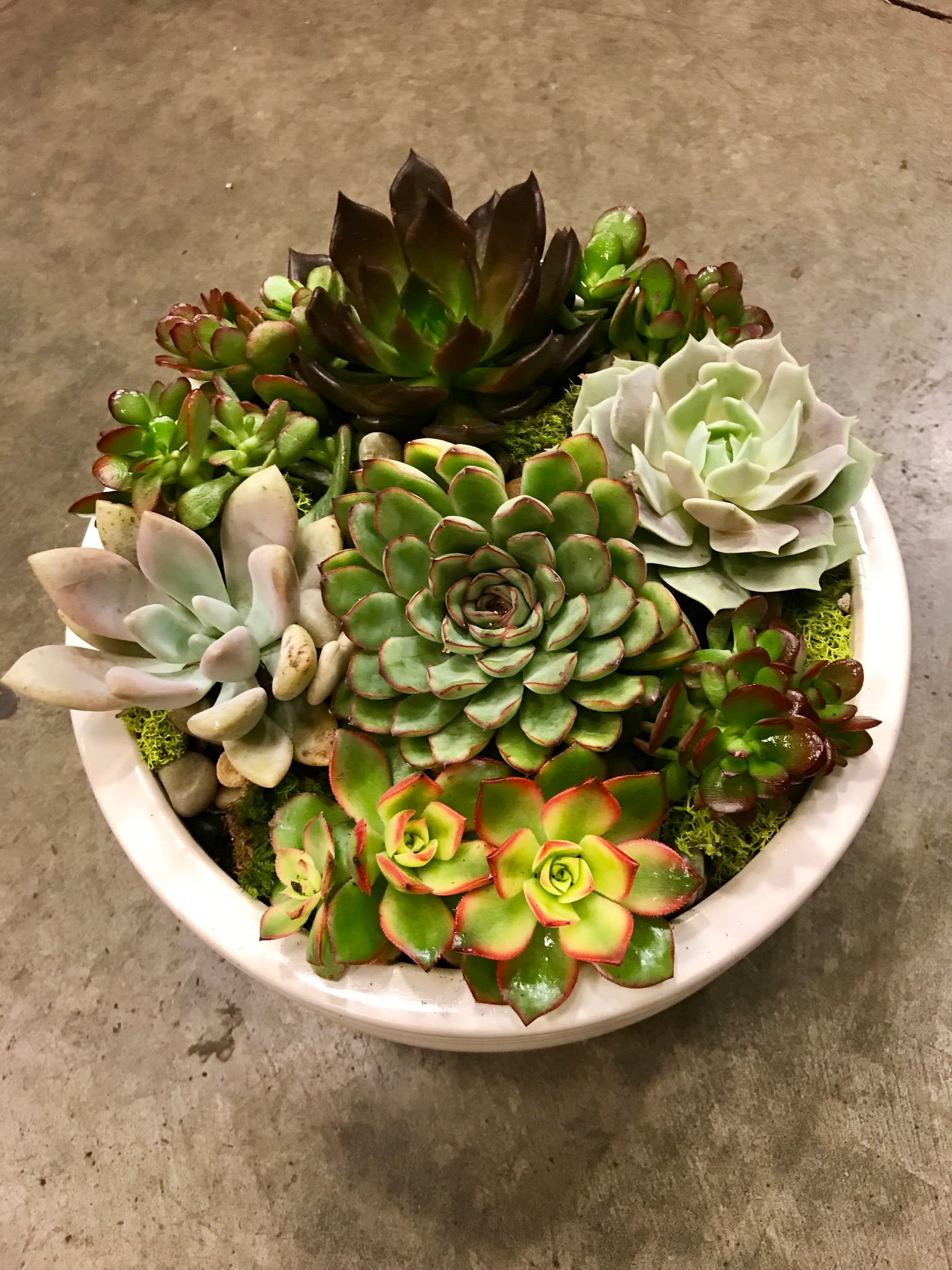 Round bowl of assorted succulents in green, white, and red-edged tones