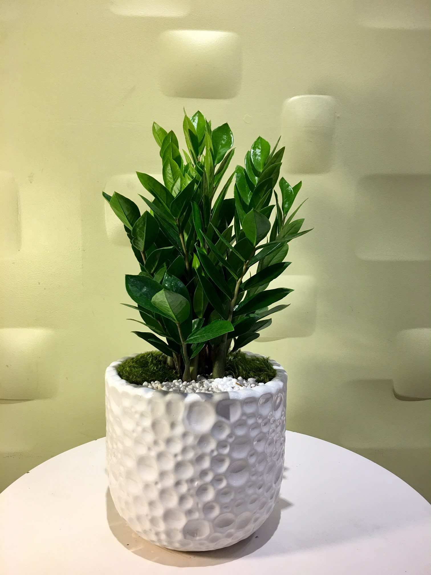 Potted green plant in a white textured ceramic planter