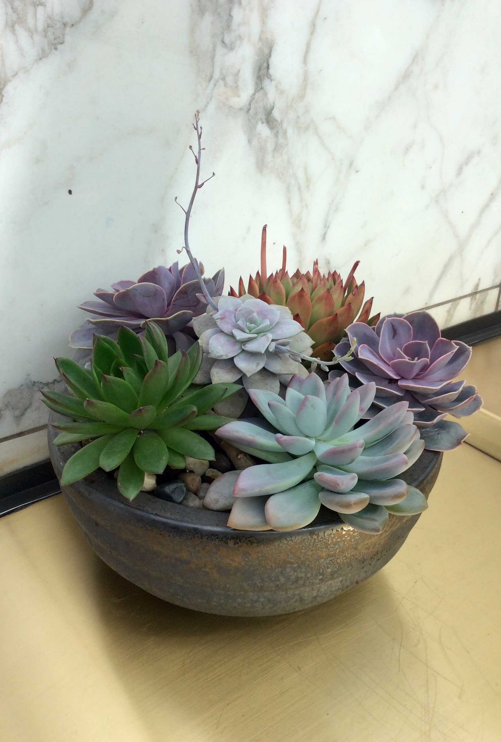 Potted arrangement of assorted succulents in a shallow bowl