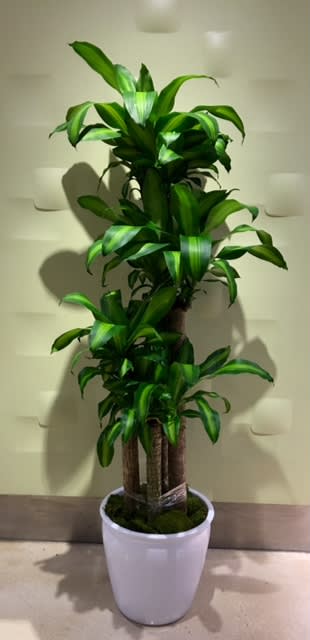 Potted dracaena plant with glossy green leaves in a white container