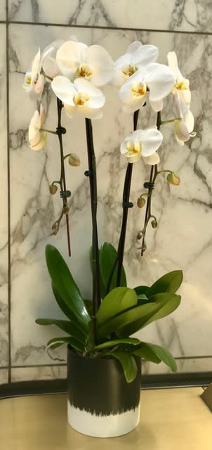 White orchid plant in a black and white pot