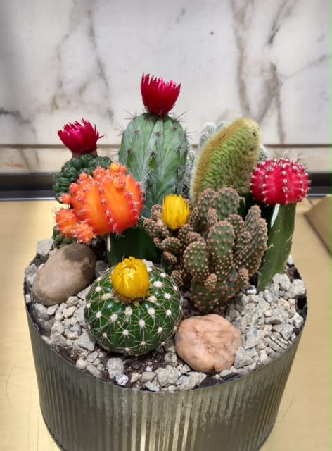 Potted cactus arrangement with colorful blooms and decorative stones