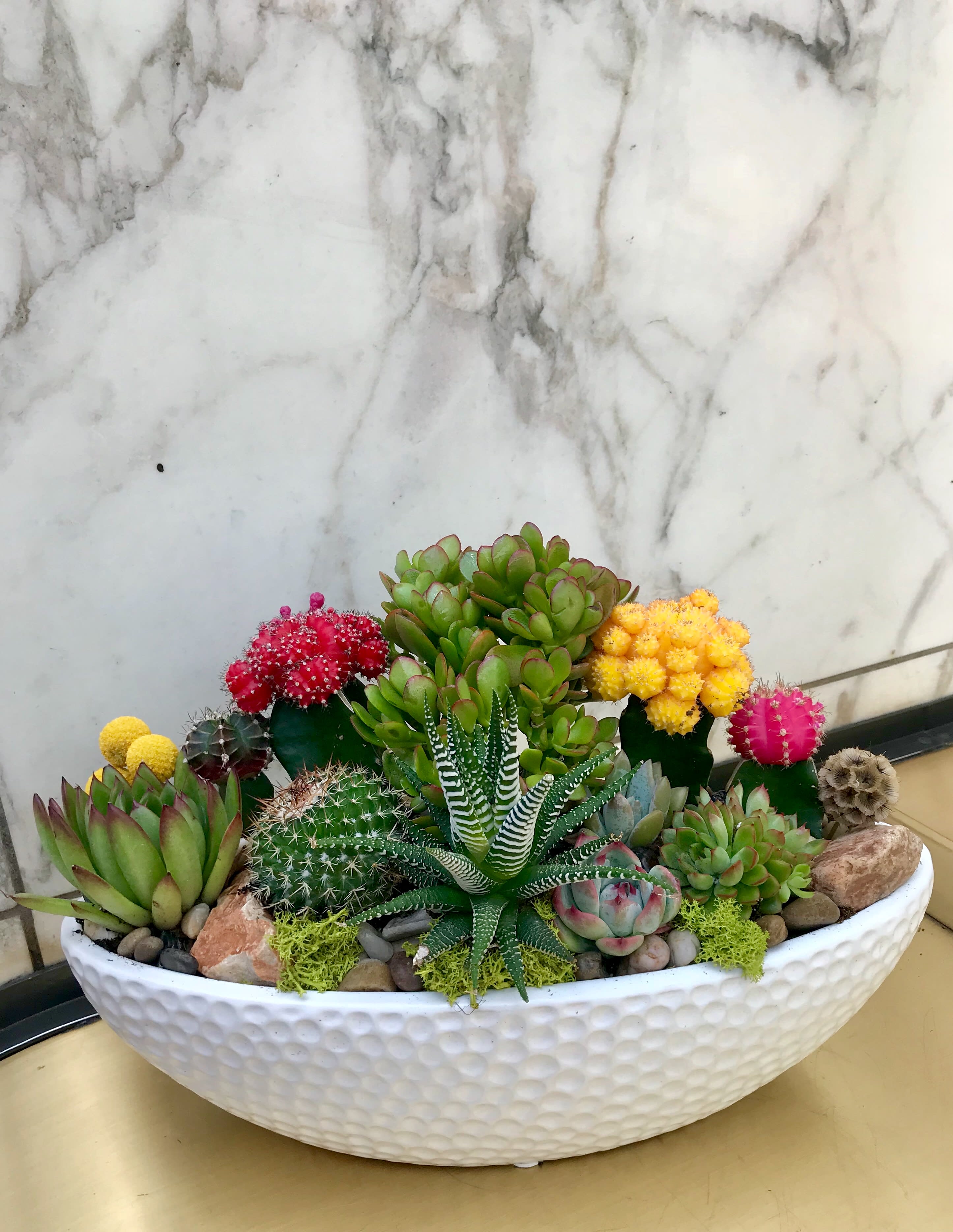 Succulent and cactus arrangement in a white oval planter