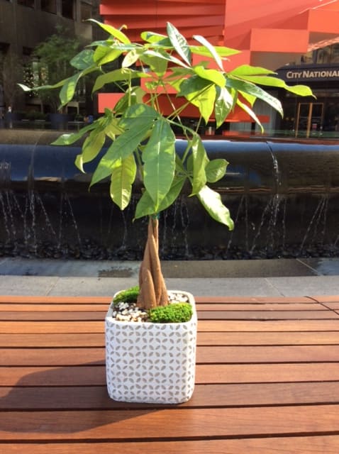 Potted money tree plant in a white square planter