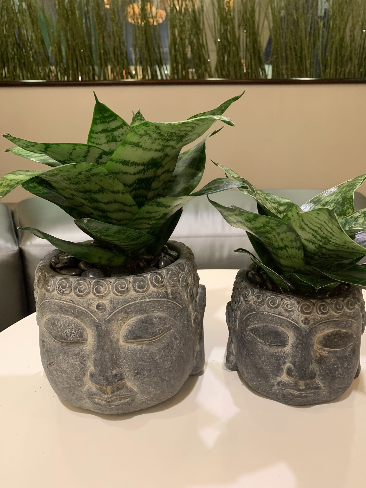 Two snake plants in carved stone face planters on a table