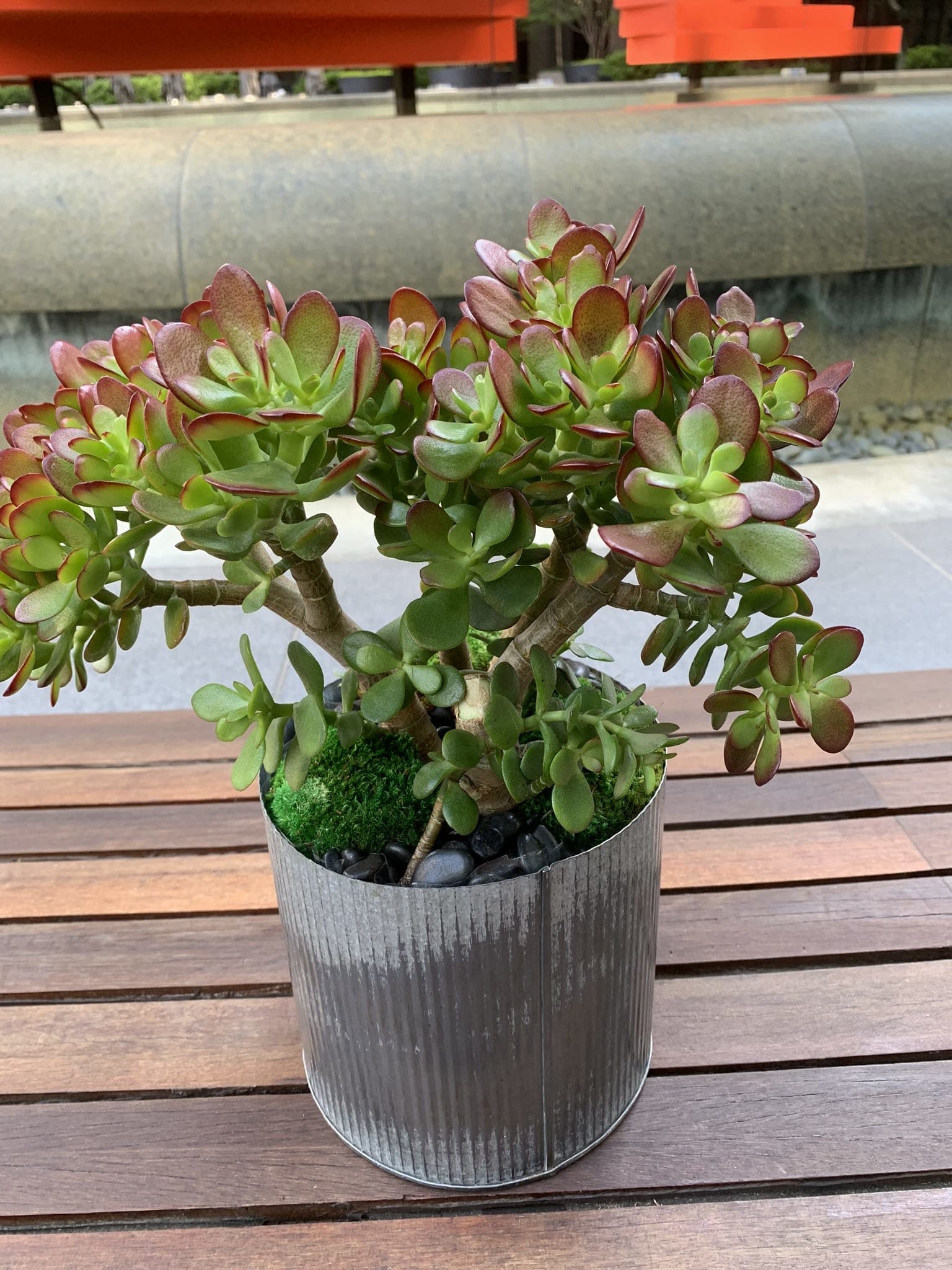 Potted succulent arrangement in a ribbed metal container