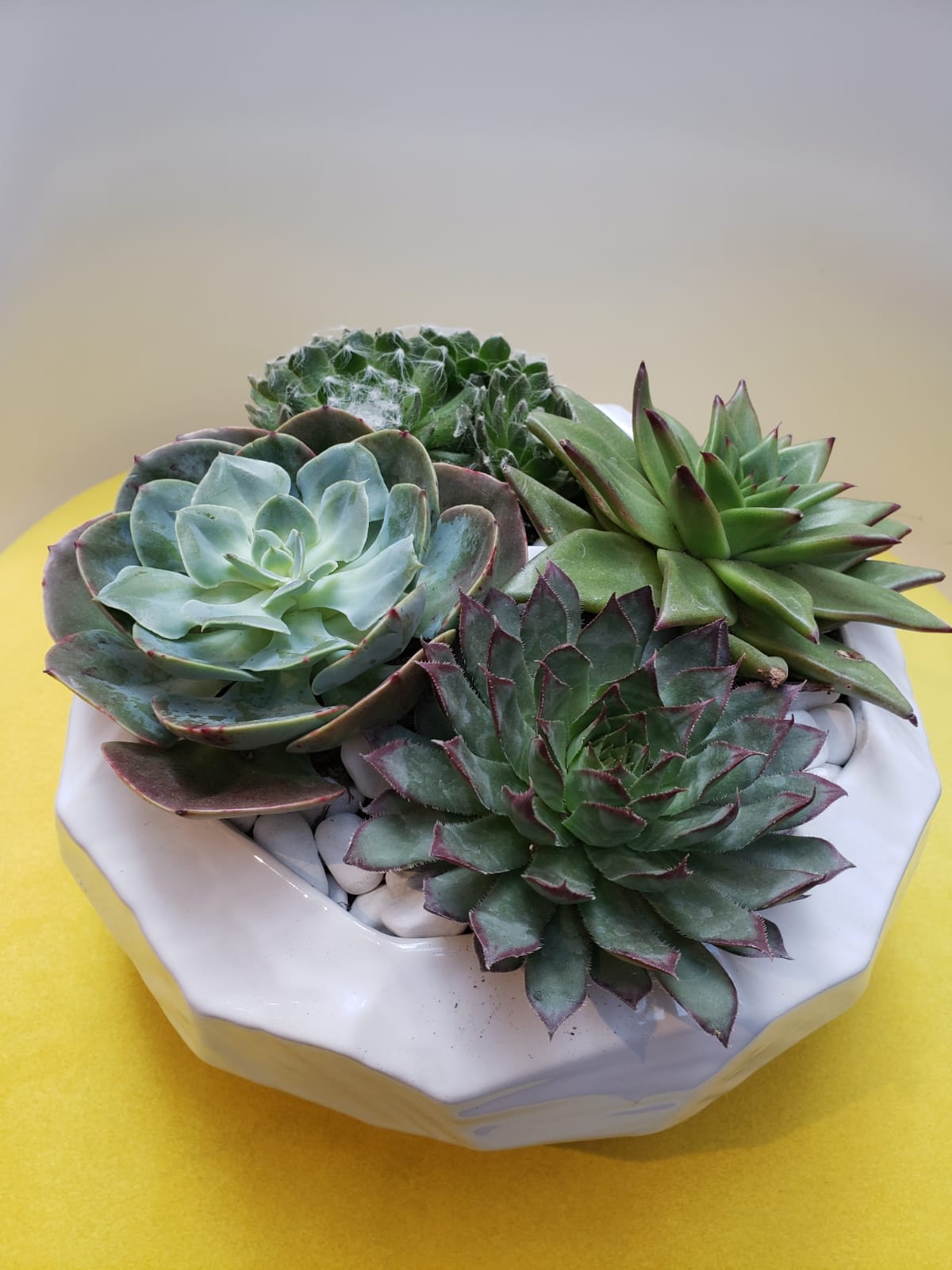Succulent arrangement in a white ceramic bowl with white stones