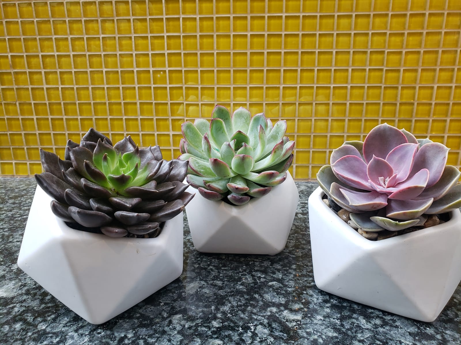 Three potted succulents in white geometric planters
