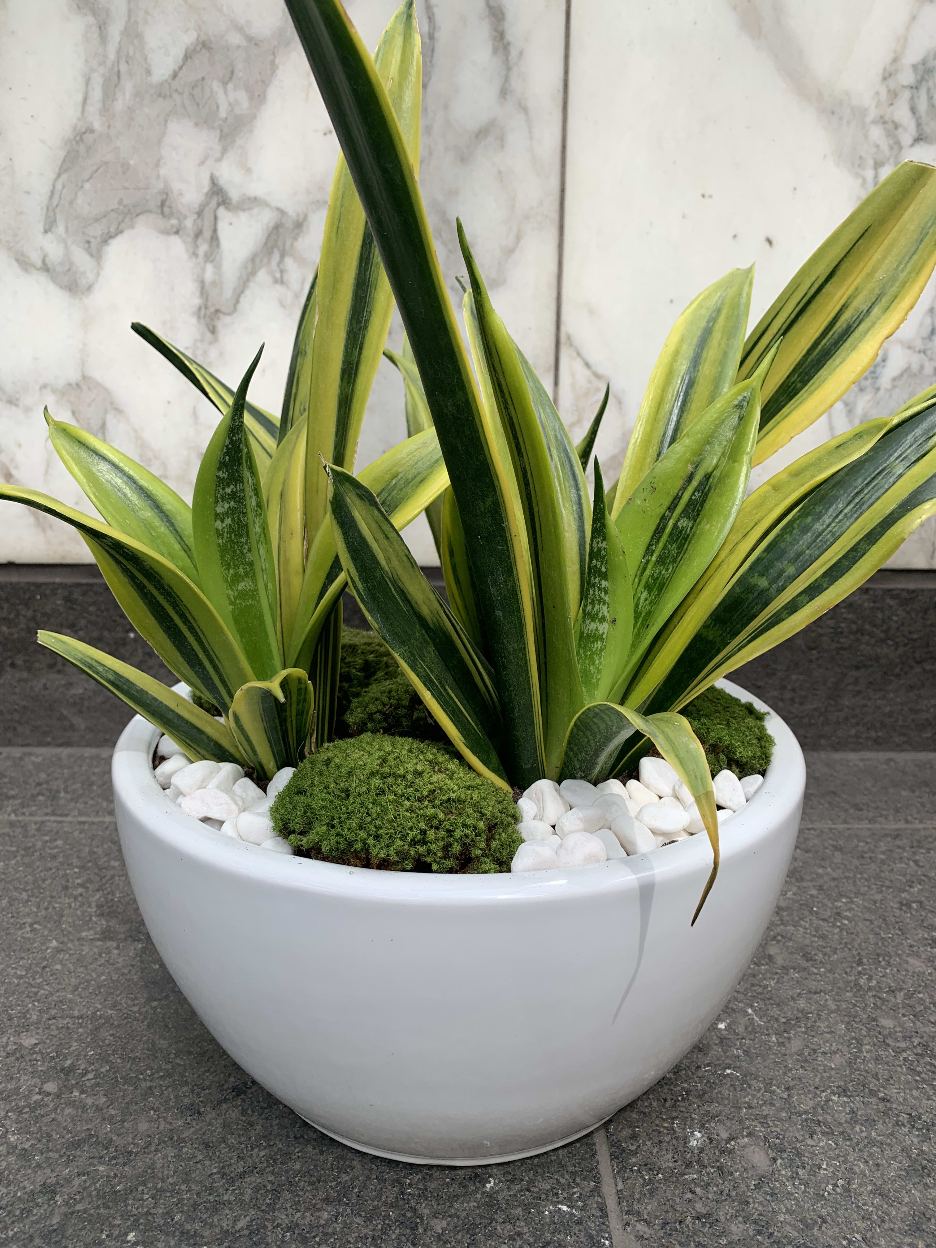 Potted snake plants in a white bowl planter with white stones