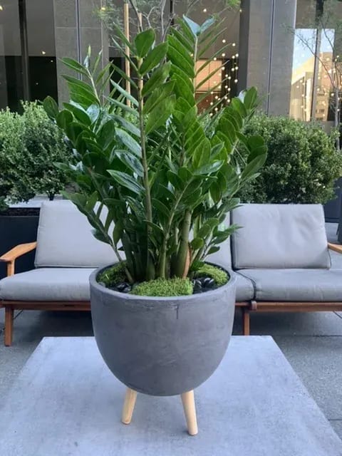 Potted green plant in a gray planter on a patio