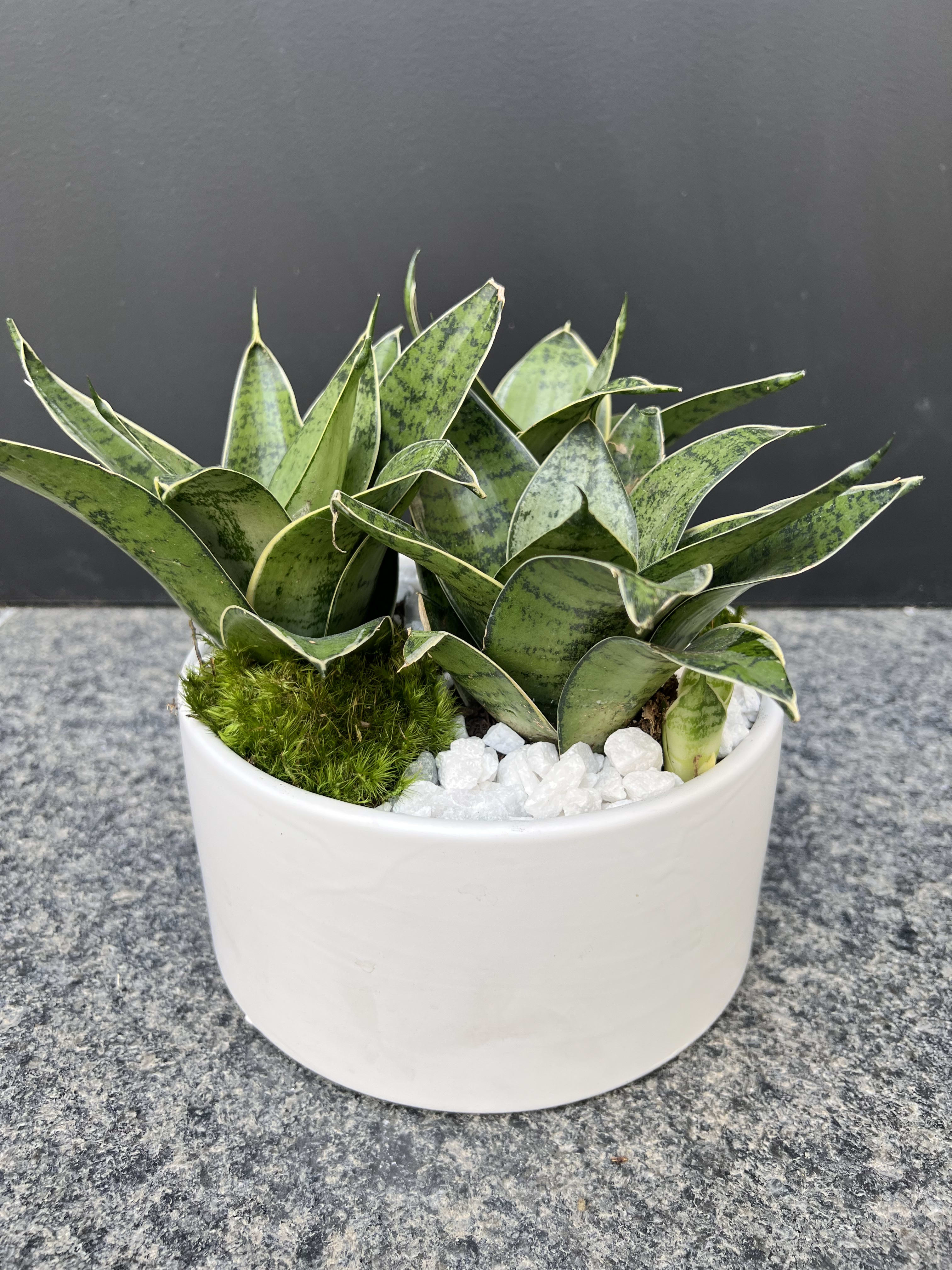   Sainsevieria plant collection  - A great group of plant in white modern conteiner 